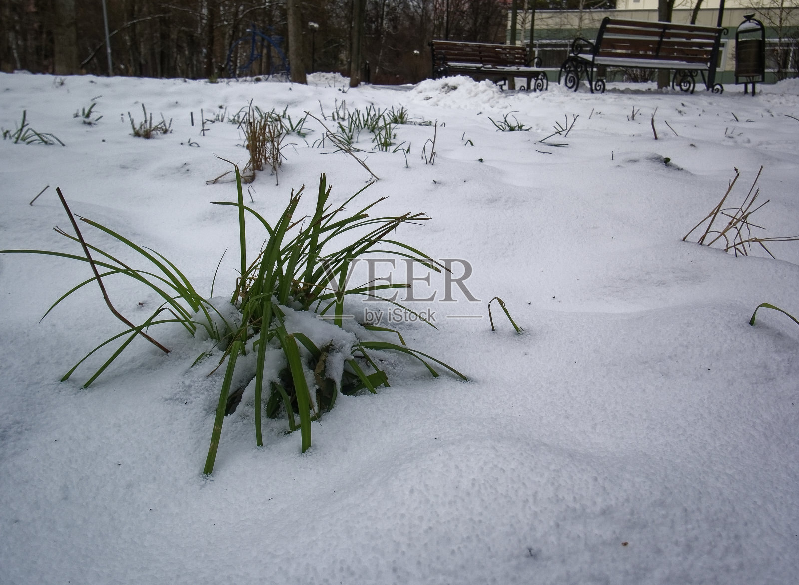 雪下的绿草照片摄影图片