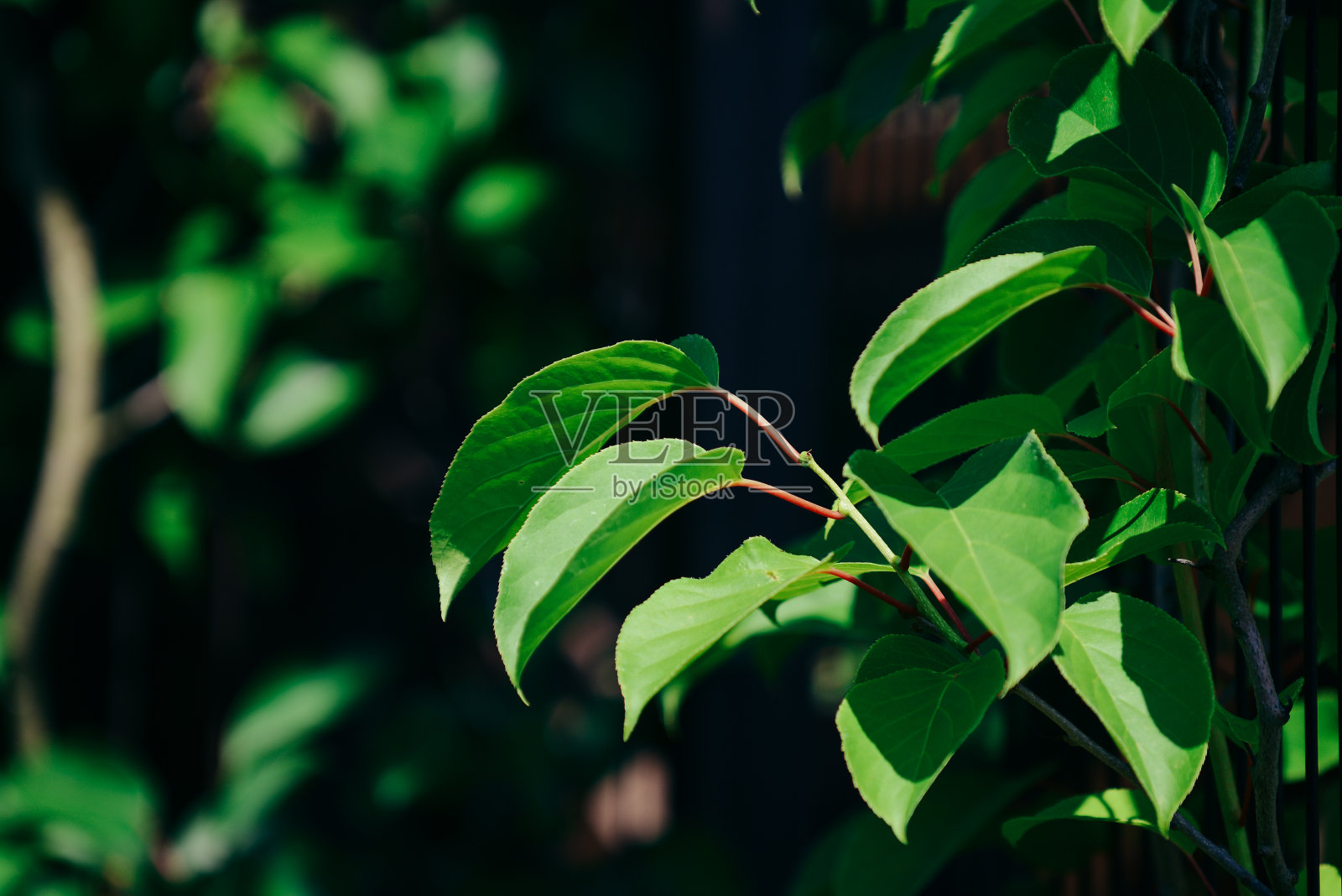 花园里的绿叶照片摄影图片