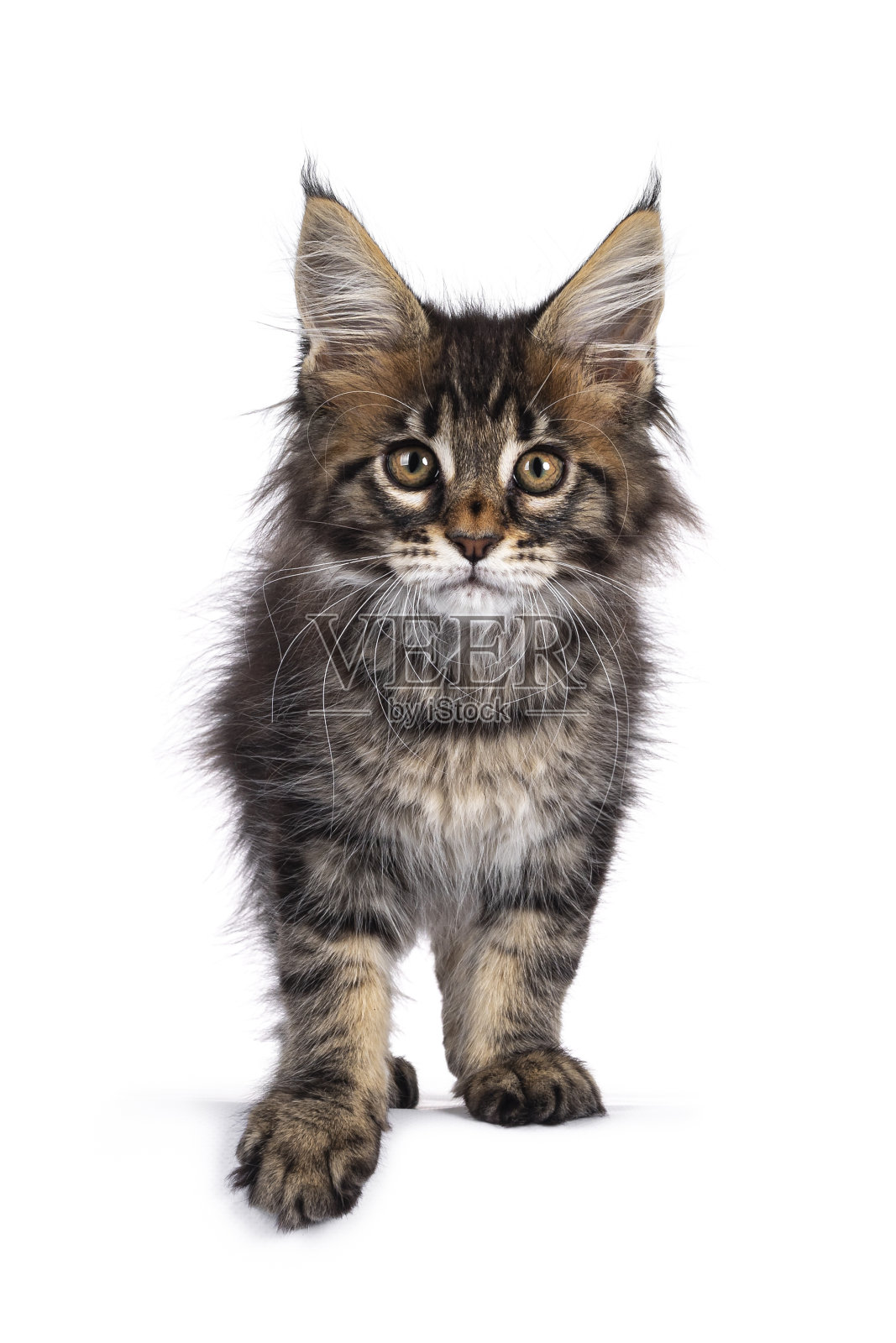 经典的虎斑猫在白色的背景照片摄影图片