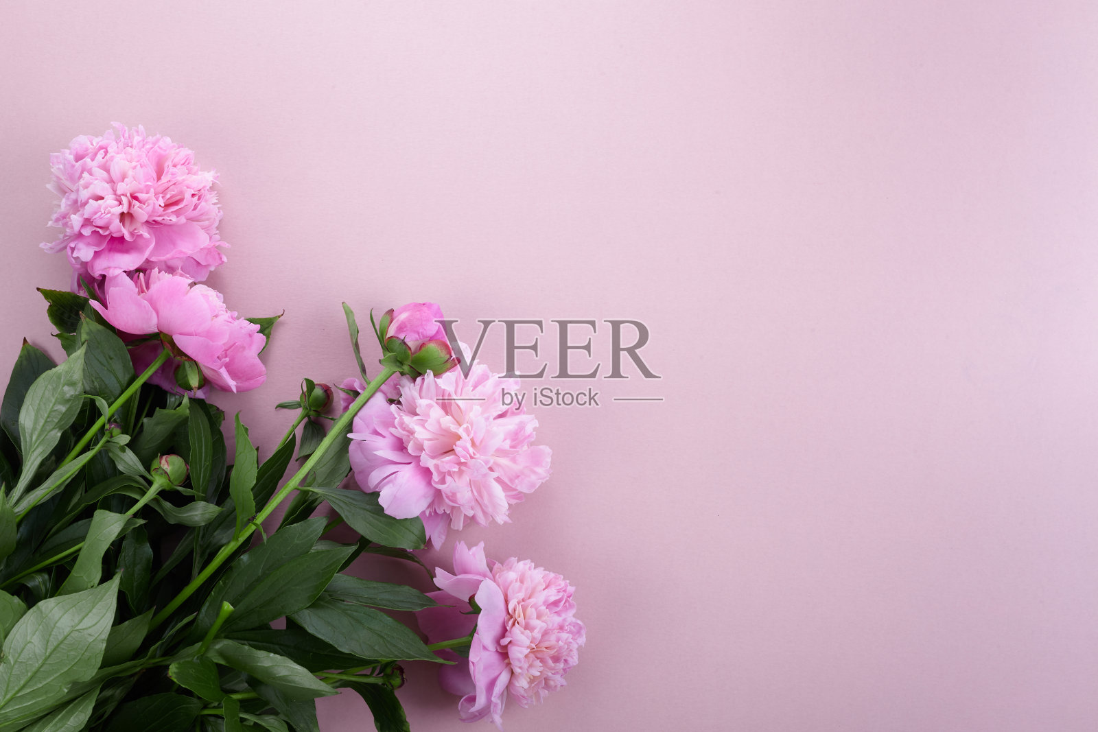 美丽的粉红色牡丹在粉红色的背景俯视图，平躺照片摄影图片