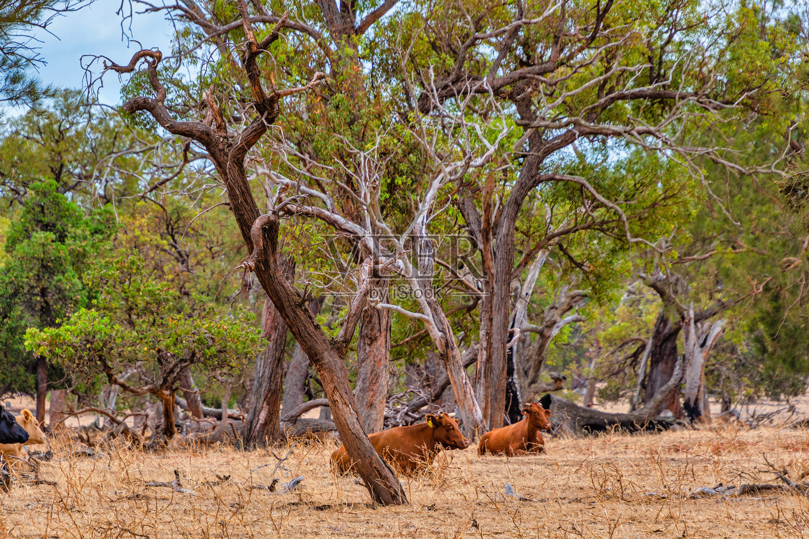 奶牛在西澳大利亚珀斯的草地上吃草照片摄影图片