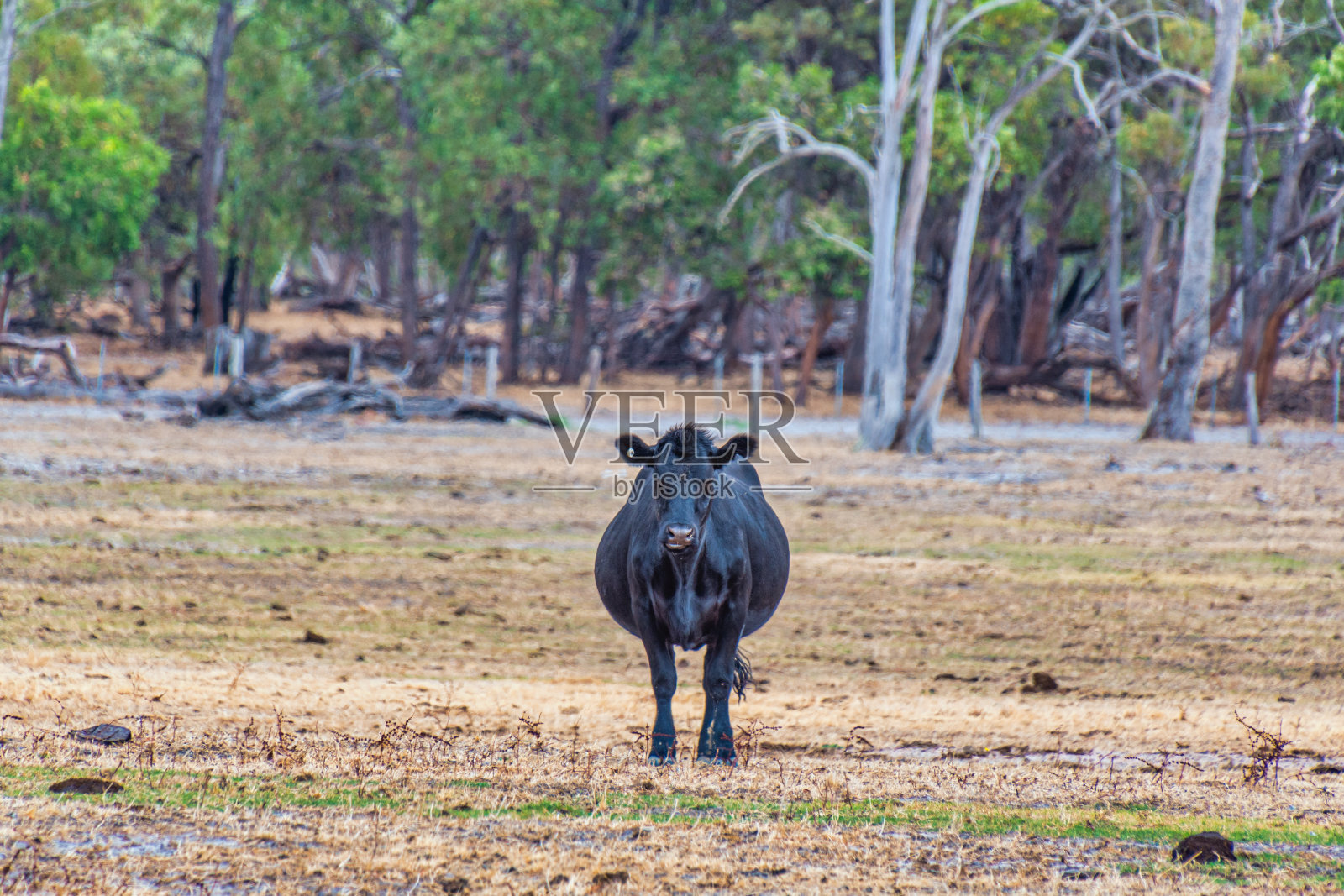奶牛在西澳大利亚珀斯的草地上吃草照片摄影图片