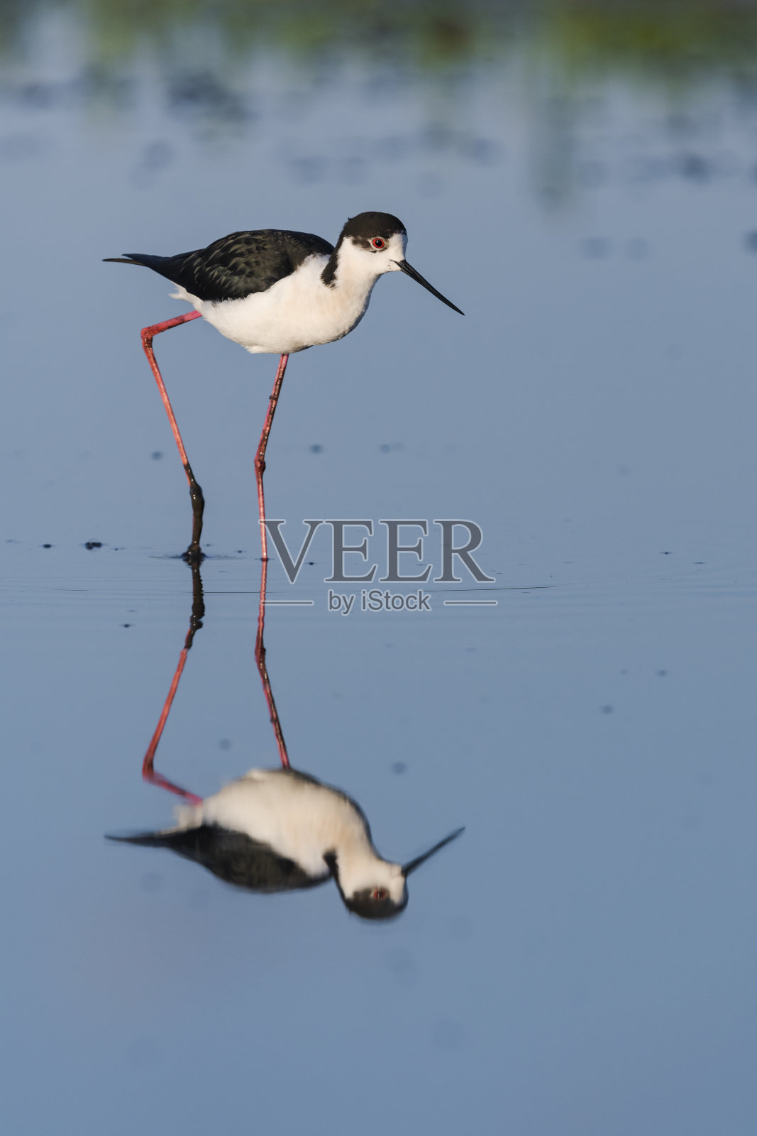 Black-winged高跷照片摄影图片