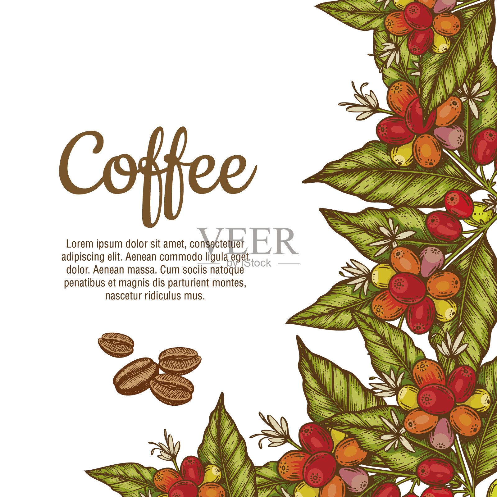 向量横幅模板与鲜花，树叶，浆果和豆子的咖啡树的分支。边境咖啡树插画图片素材