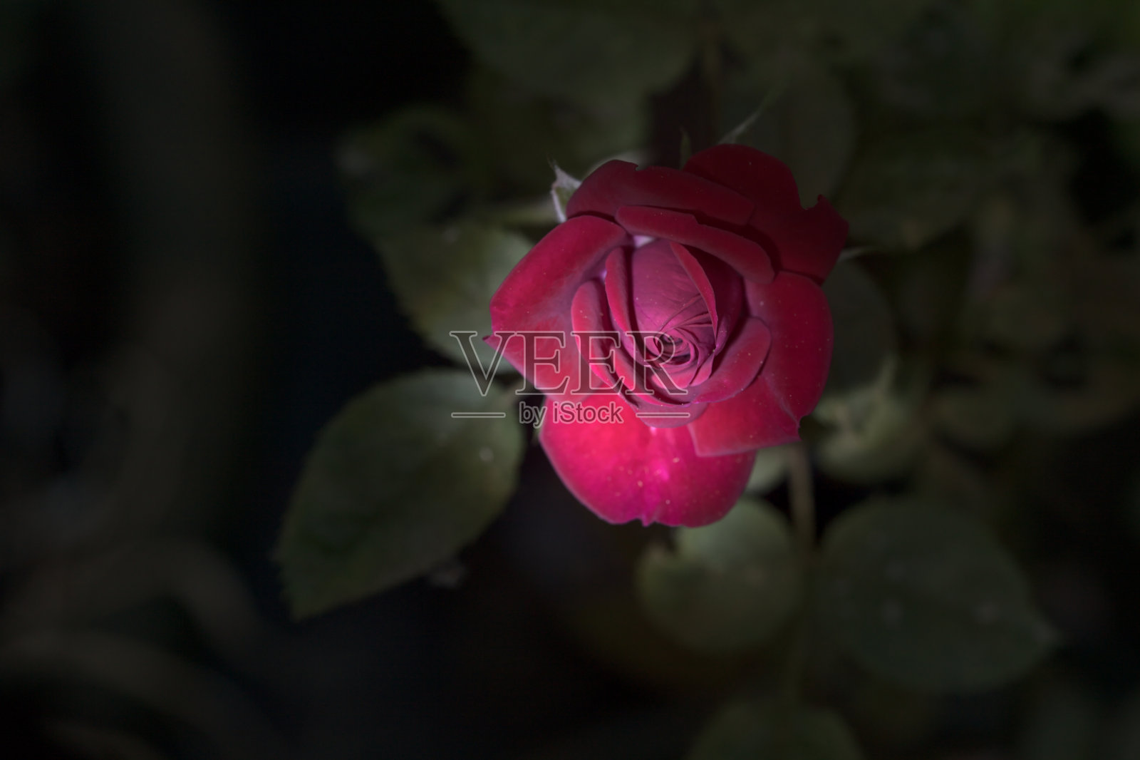 一个红色微型玫瑰在黑暗中的特写照片摄影图片