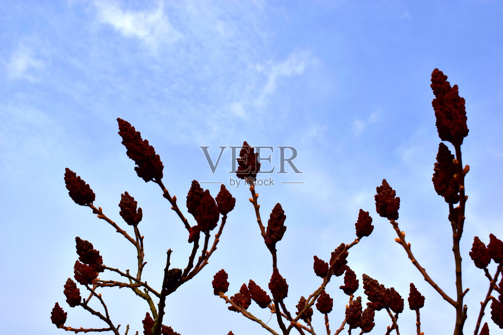 鹿角漆树或火炬树果实照片摄影图片