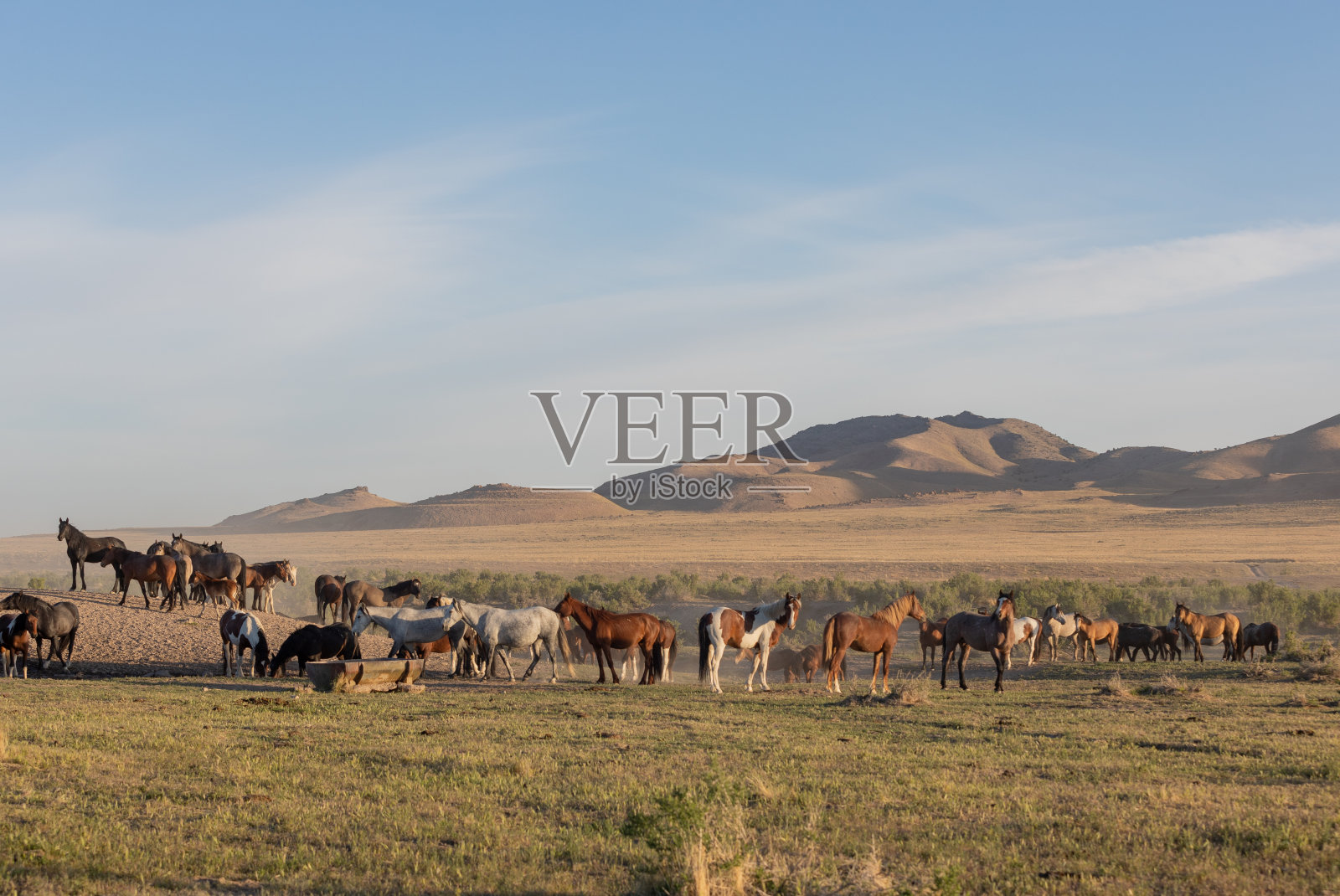 沙漠中的野马群照片摄影图片