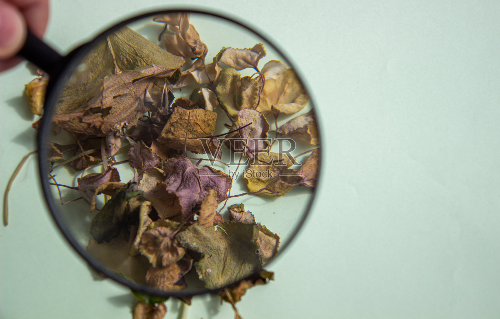 用放大镜把花的干叶子放在明亮的背景上。植物标本。照片摄影图片