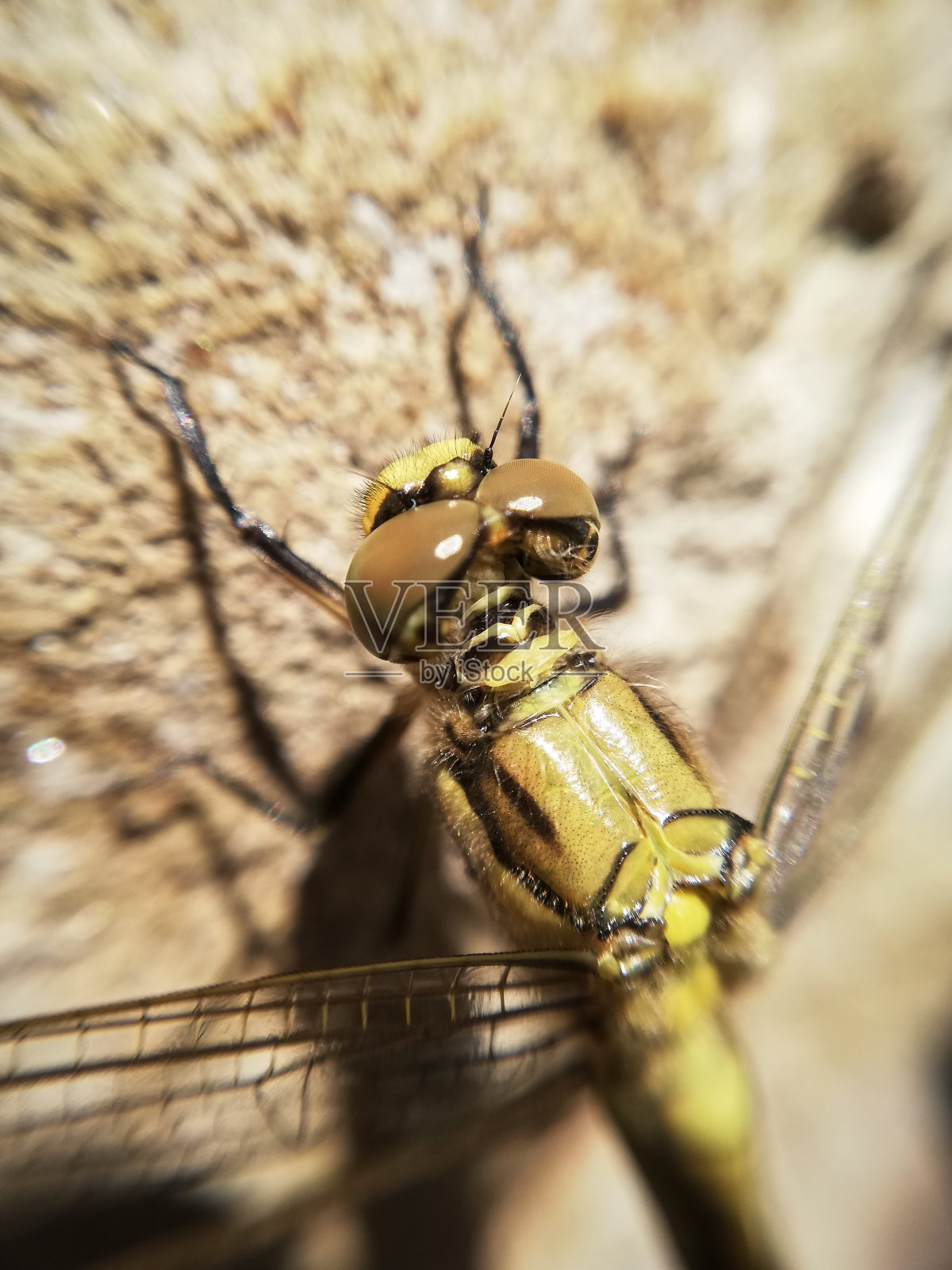 微距摄影——一只蜻蜓的诞生照片摄影图片