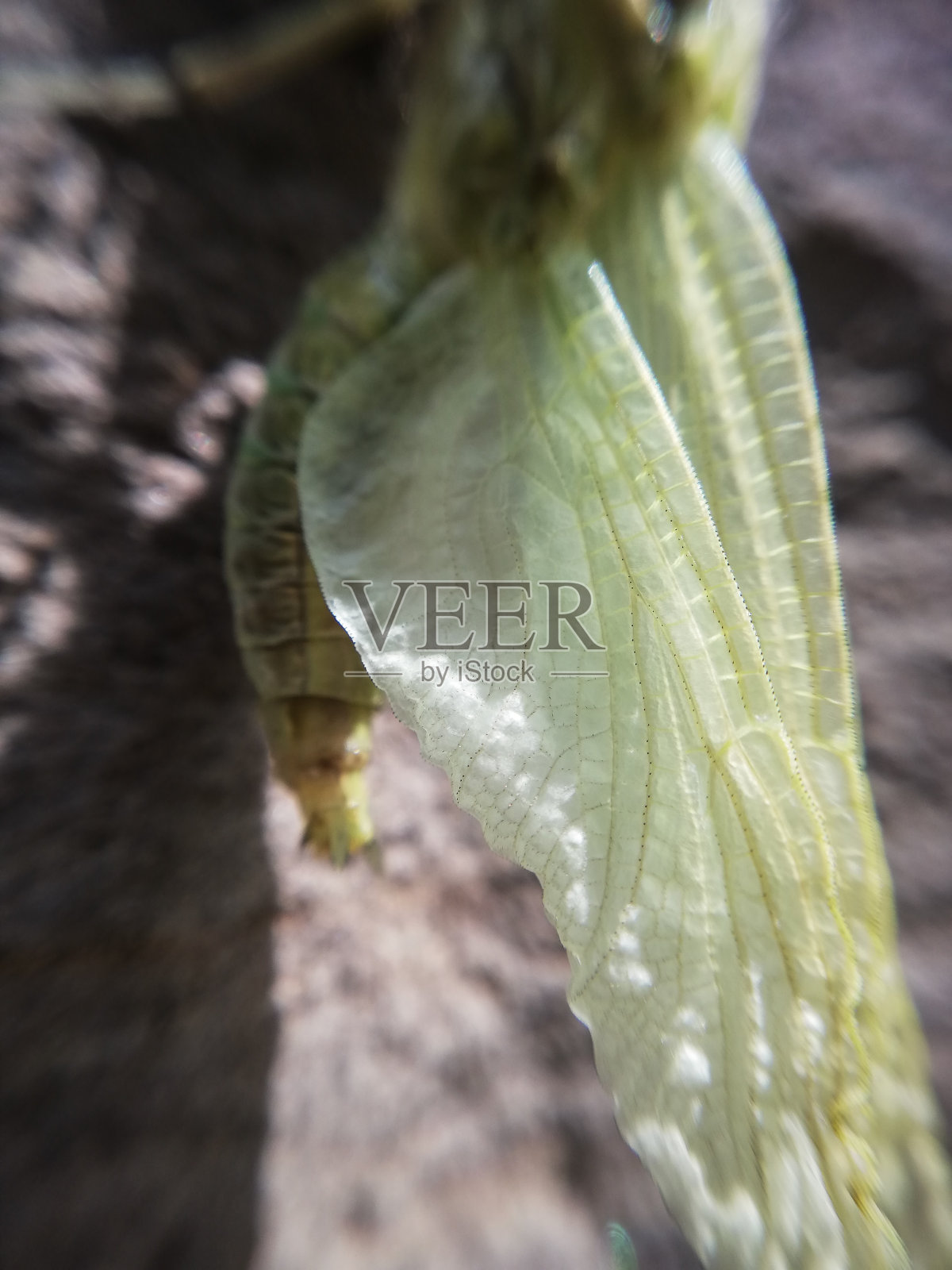 大自然的微距摄影——一只蜻蜓的诞生照片摄影图片