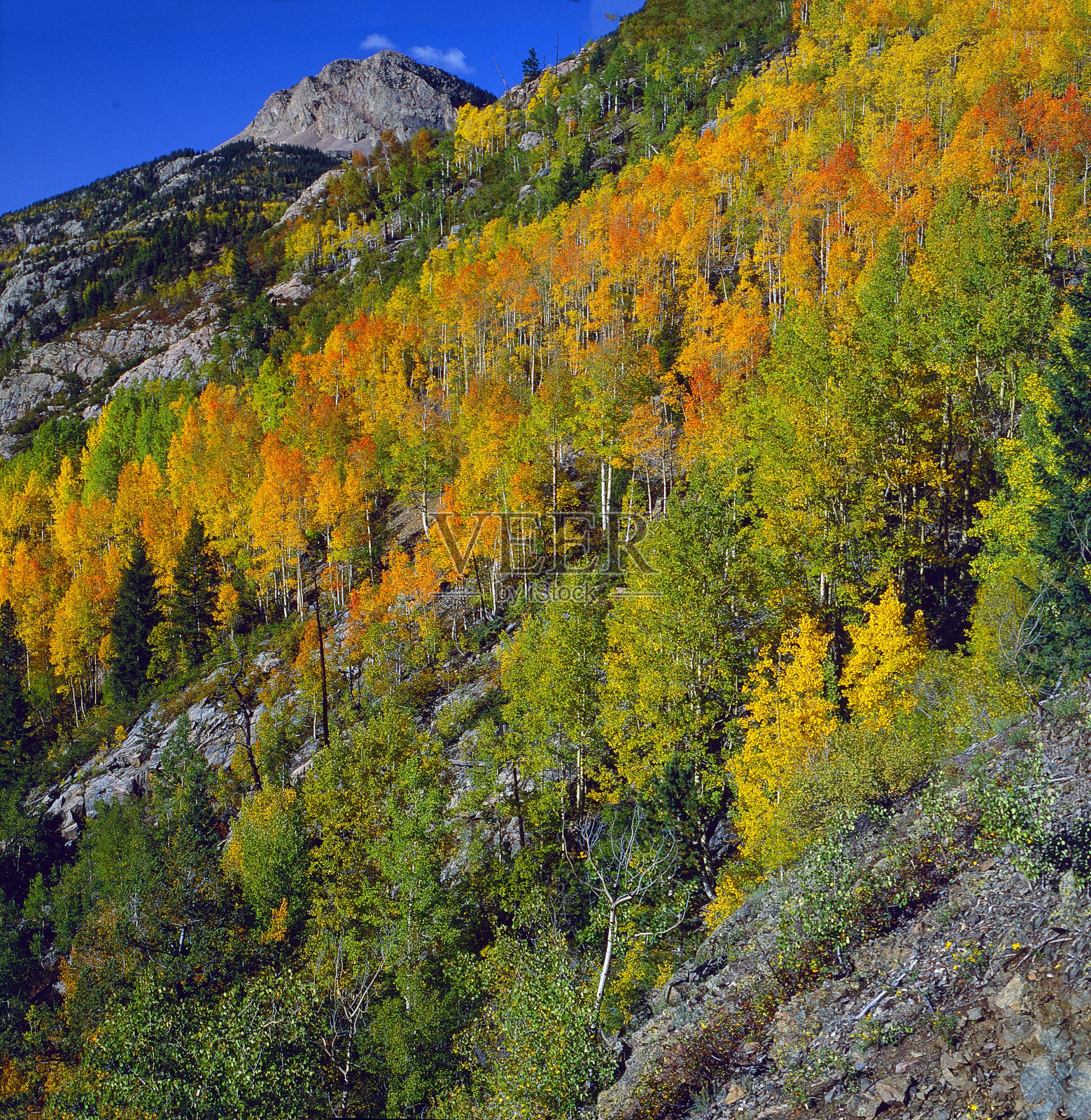 白杨树林显示出明亮的秋天颜色#015照片摄影图片