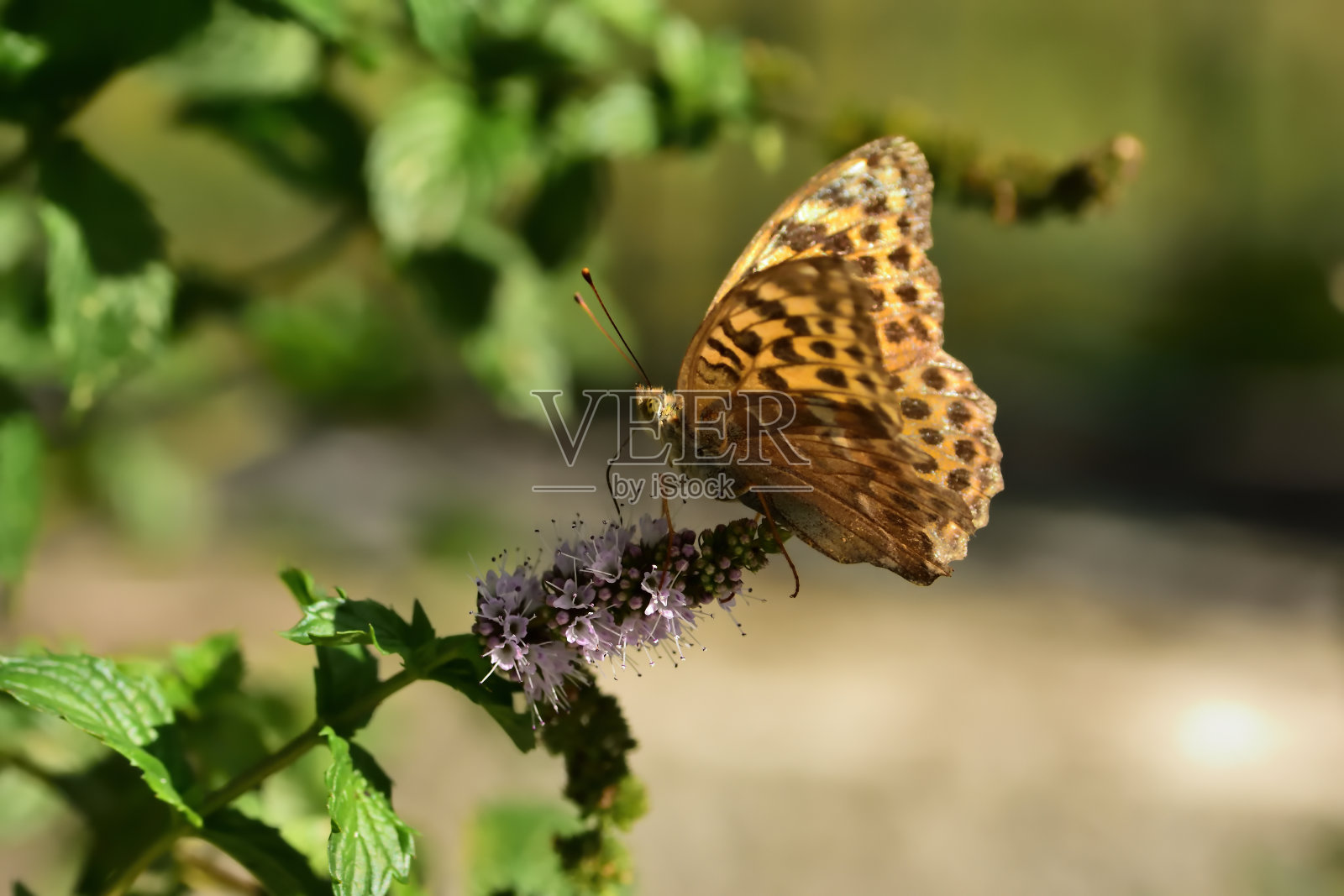橙色的蝴蝶。照片摄影图片