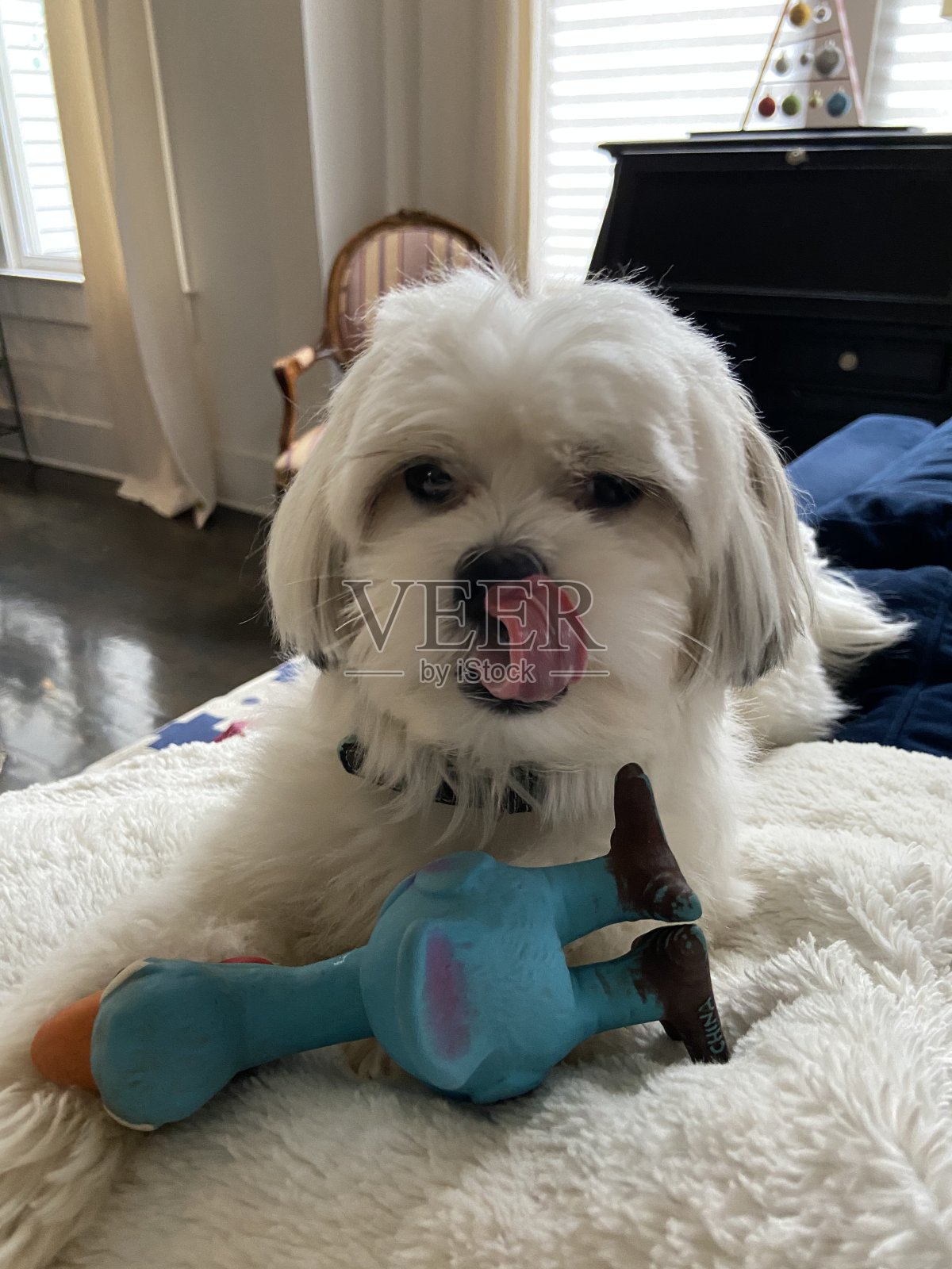 伸出舌头的狗照片摄影图片