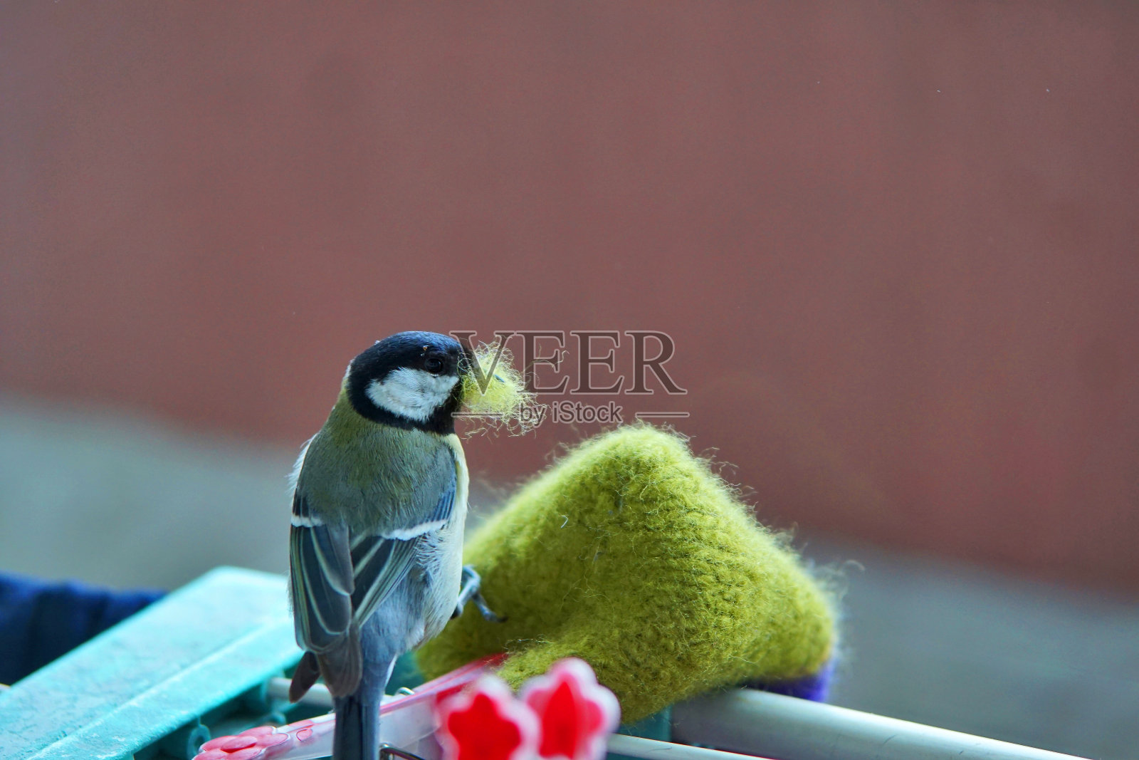 麻雀拽着毛毡拖鞋照片摄影图片