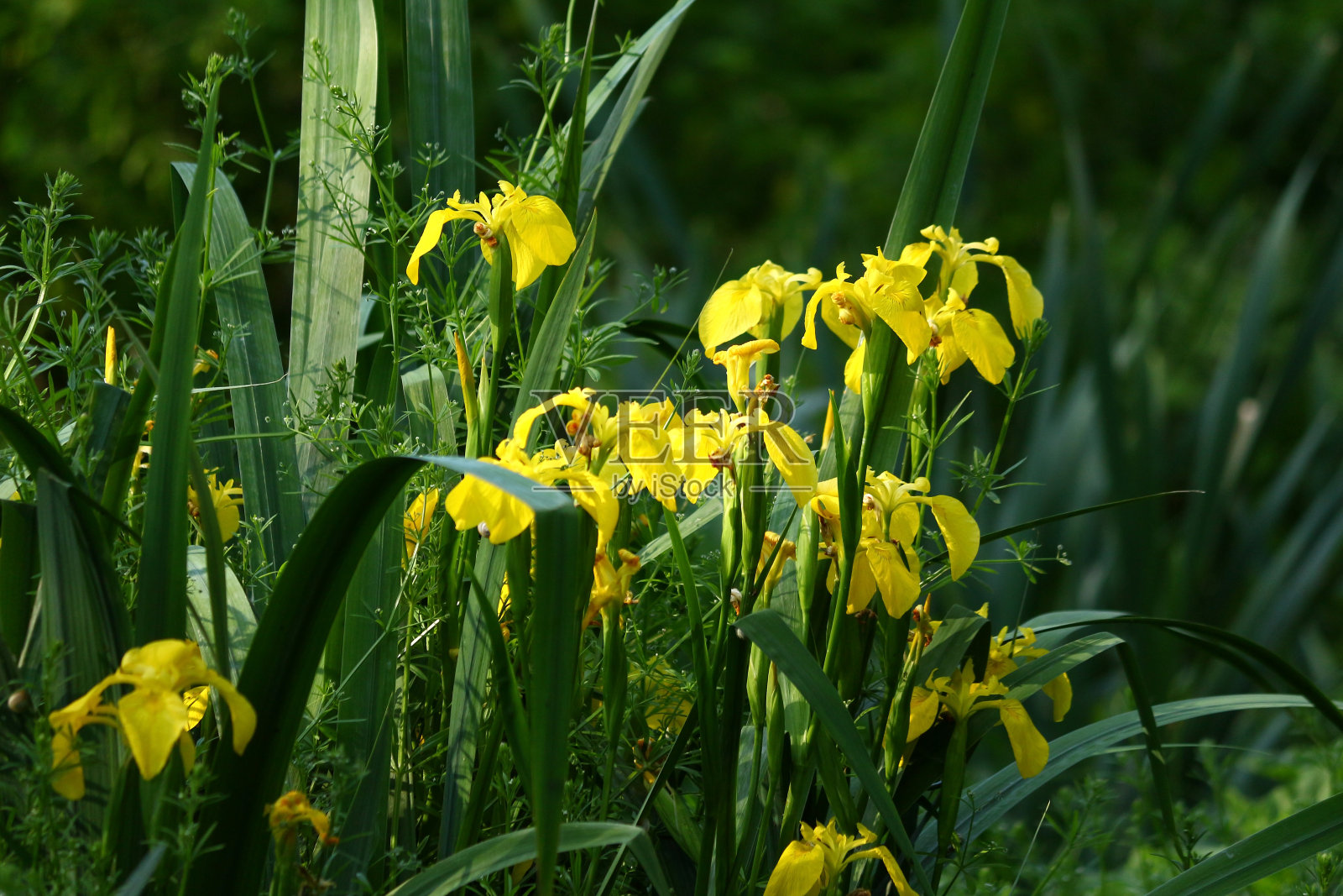 黄色虹膜的彩色照片。长在池塘边的美丽花朵。河流植被。照片摄影图片