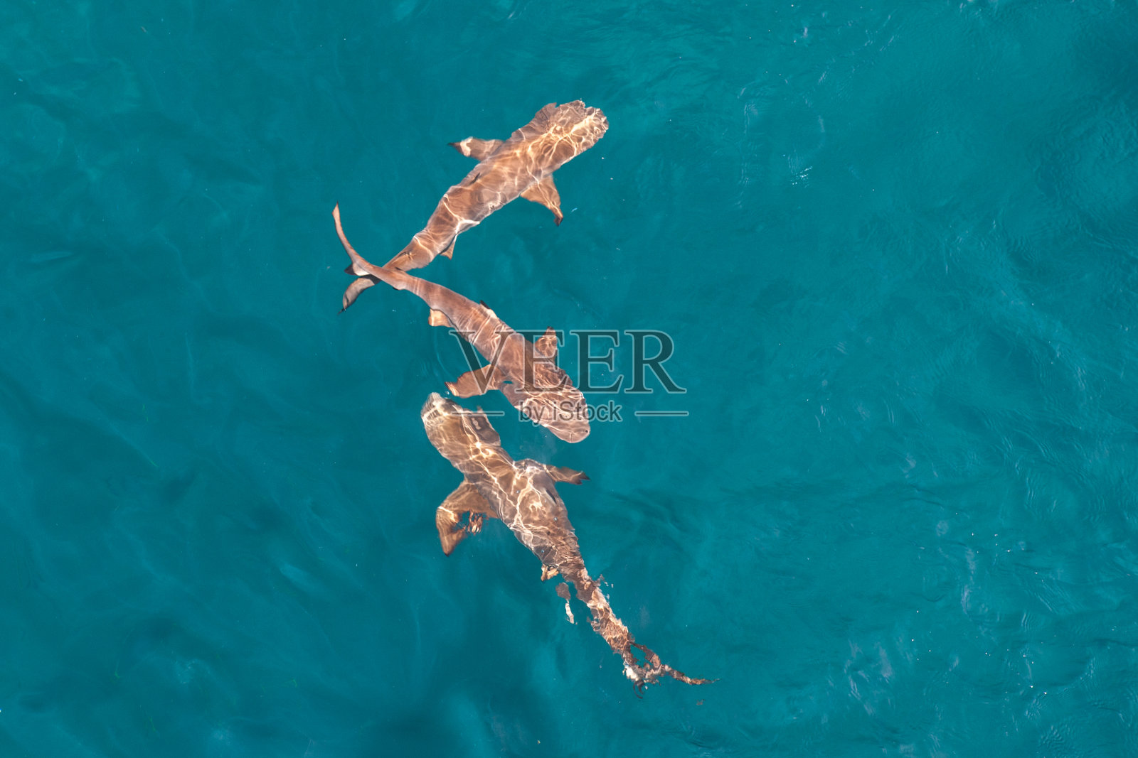 鲨鱼在太平洋表面巡游照片摄影图片