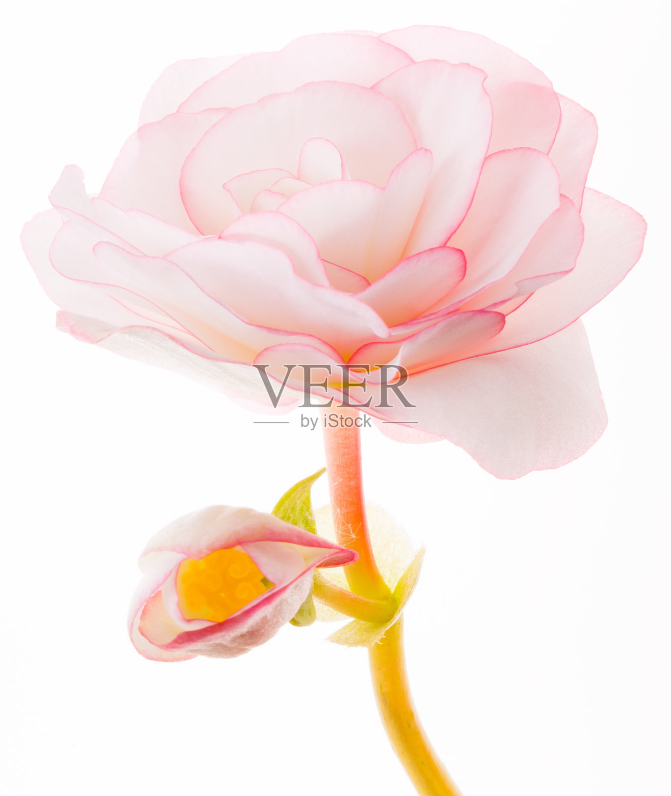 近景的含苞待放海棠花照片摄影图片