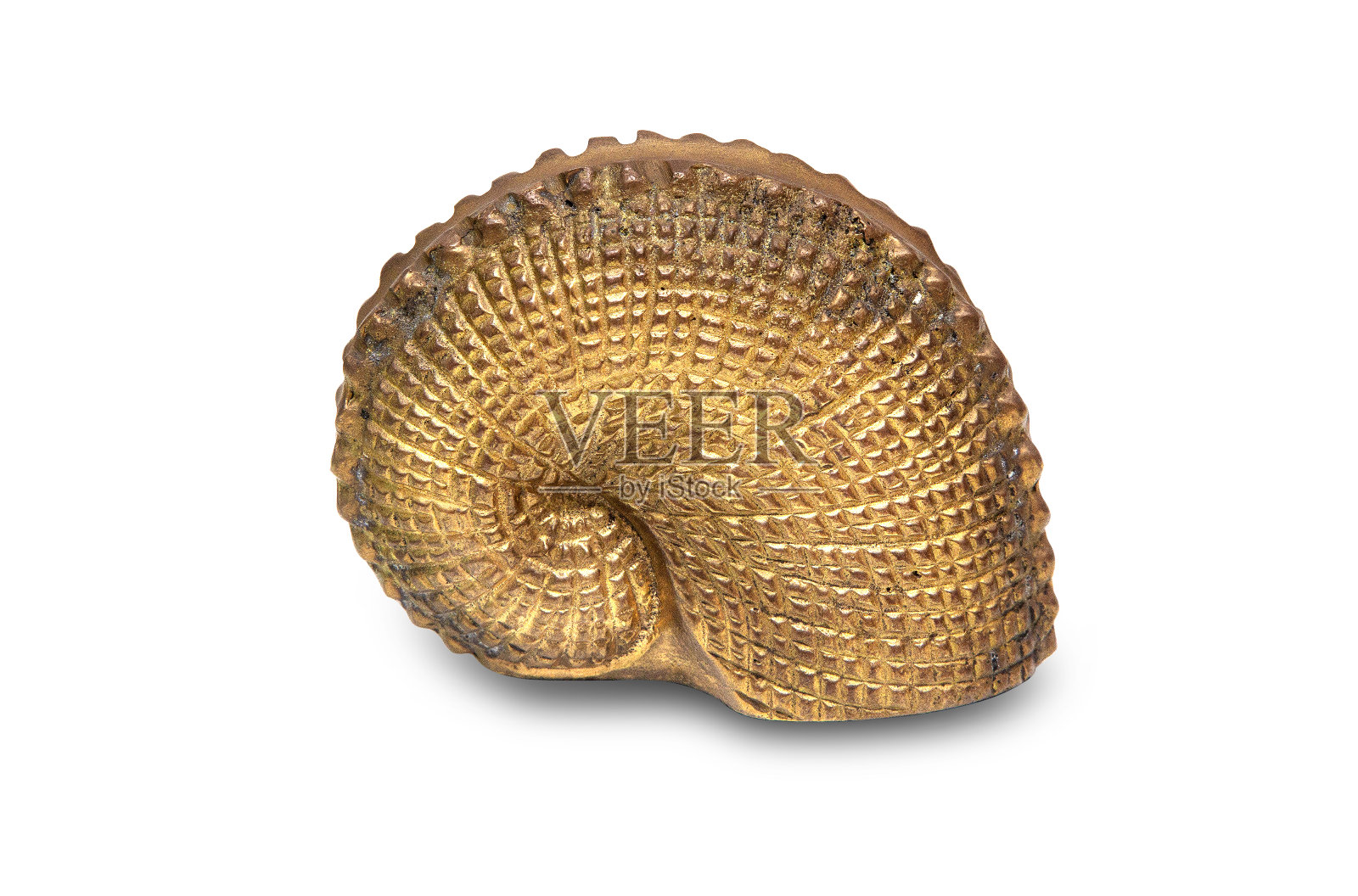 漂亮的金属贝壳照片摄影图片