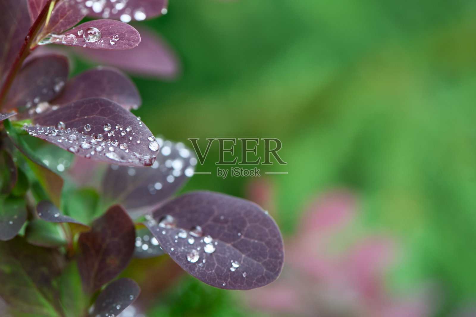 美丽的自然背景，露珠上的叶子，文字空间，紫色和绿色的色调，夏天照片摄影图片
