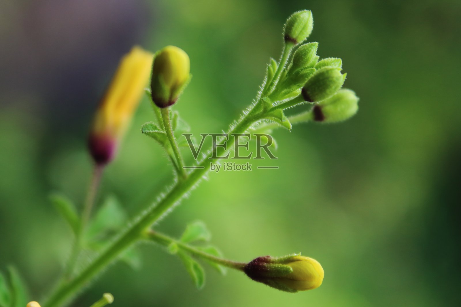 黄色和紫色的含苞待放的花照片摄影图片