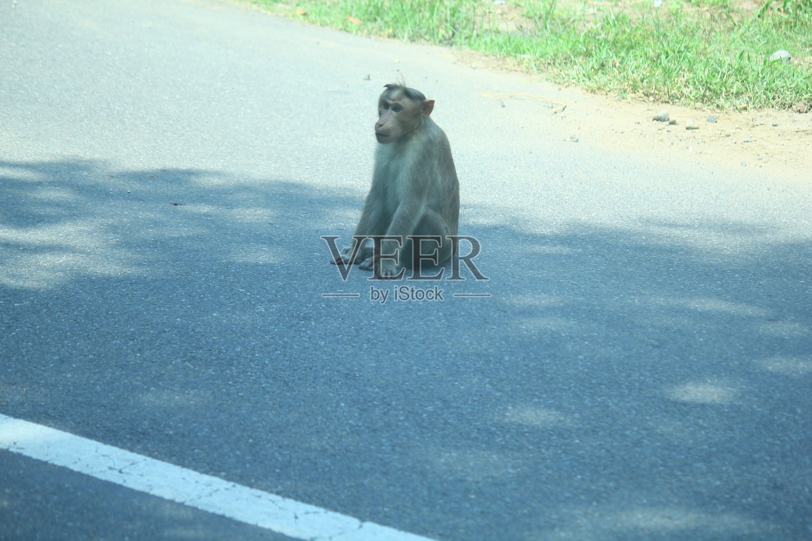 森林中的猕猴照片摄影图片