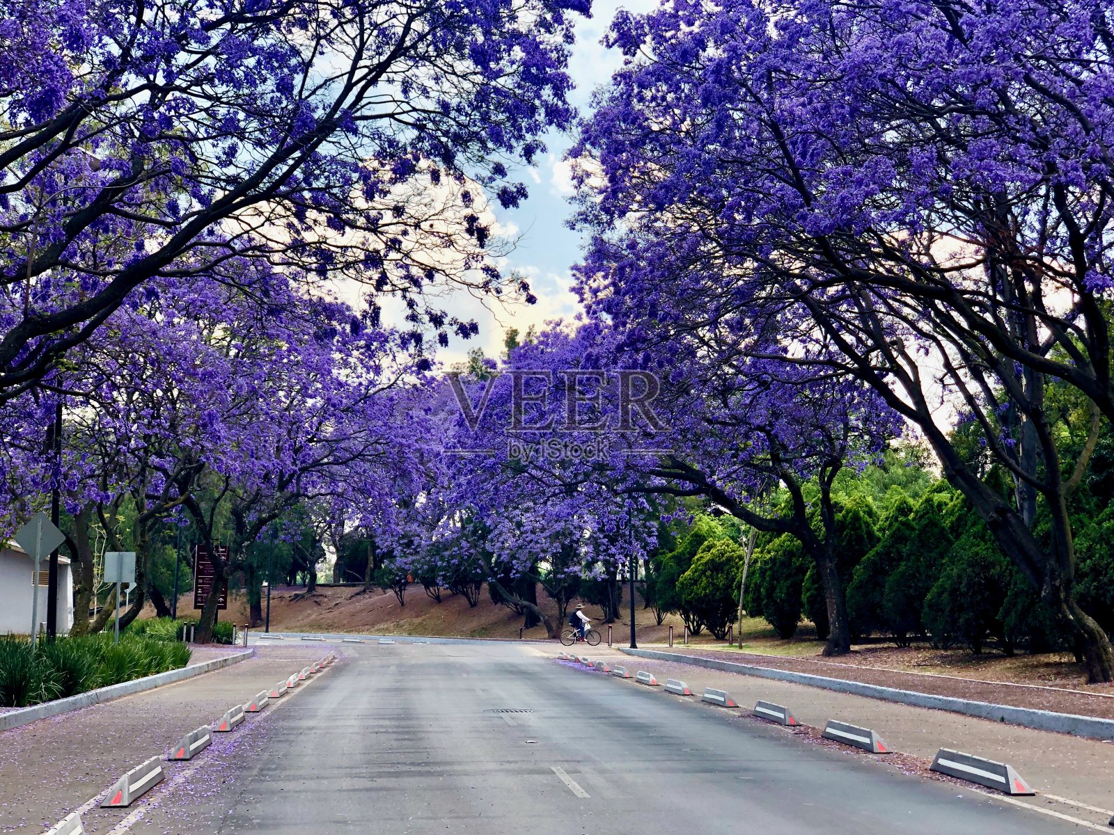 美丽的紫色蓝花楹树在城市道路上照片摄影图片