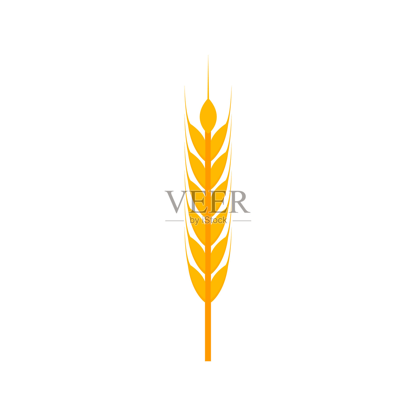 小麦穗平，金色的小麦穗图标，矢量插图孤立在白色的背景插画图片素材