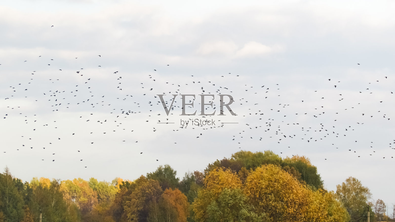 在秋天森林的背景下，一大群鸟儿在天空中飞翔照片摄影图片