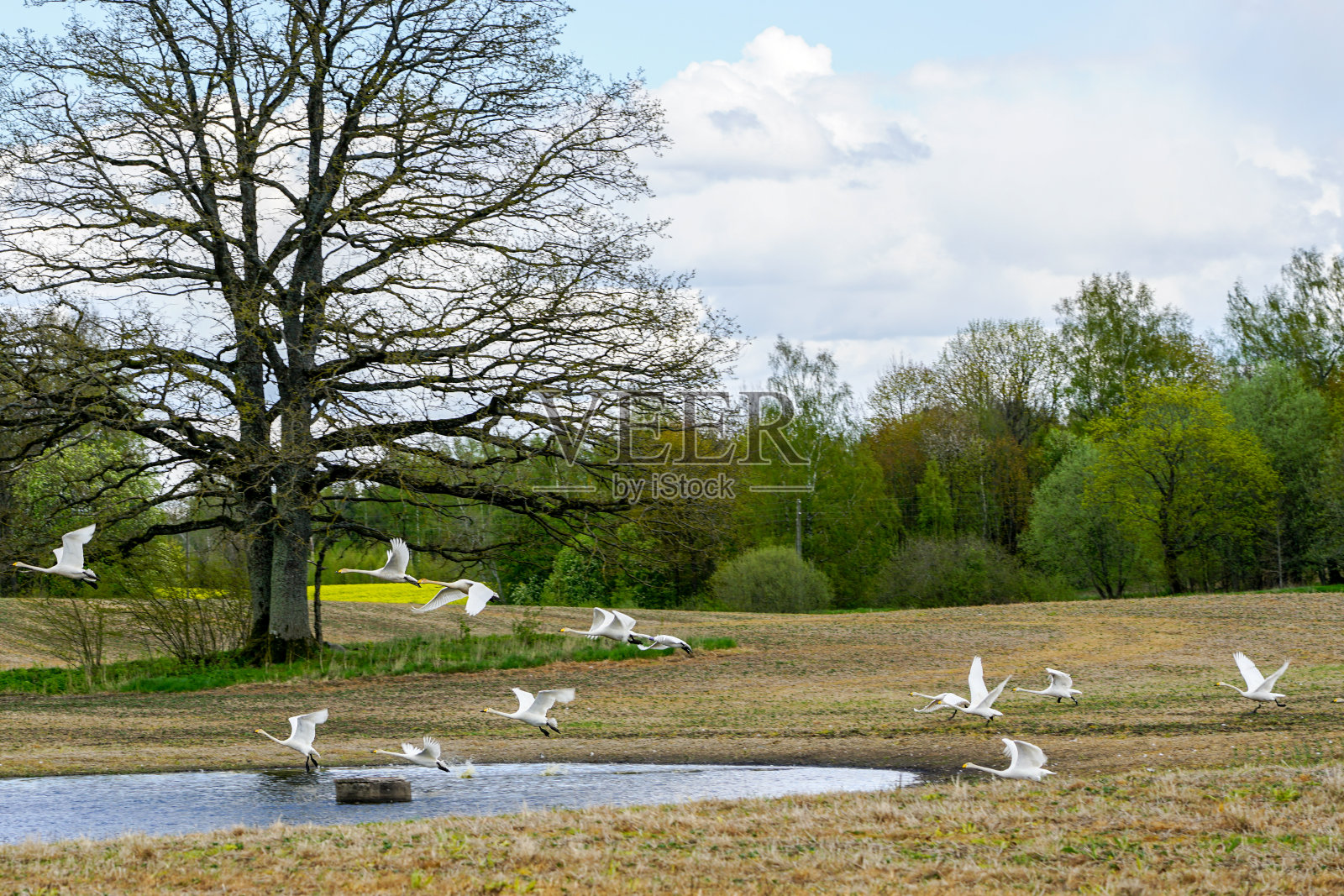 大雁从有池塘的田野飞起照片摄影图片