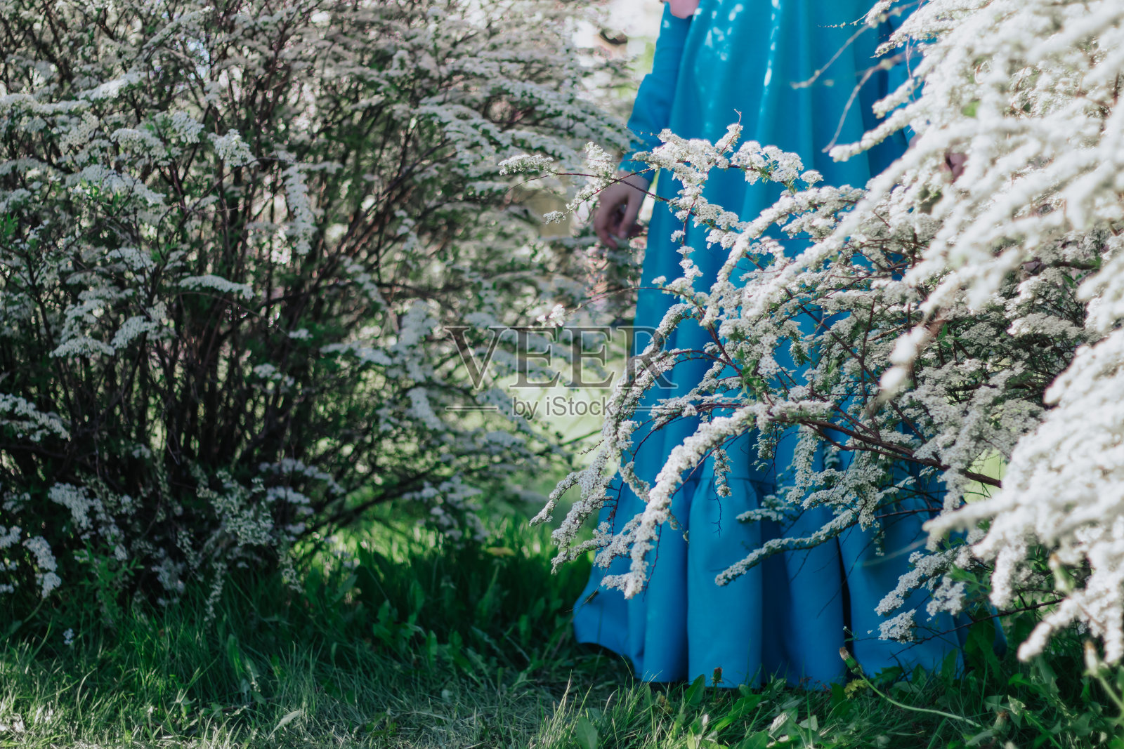 穿着蓝色长裙的女孩带着花丛。白色的花朵。照片摄影图片
