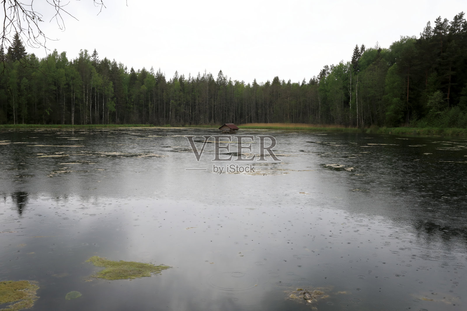 森林湖景观照片摄影图片