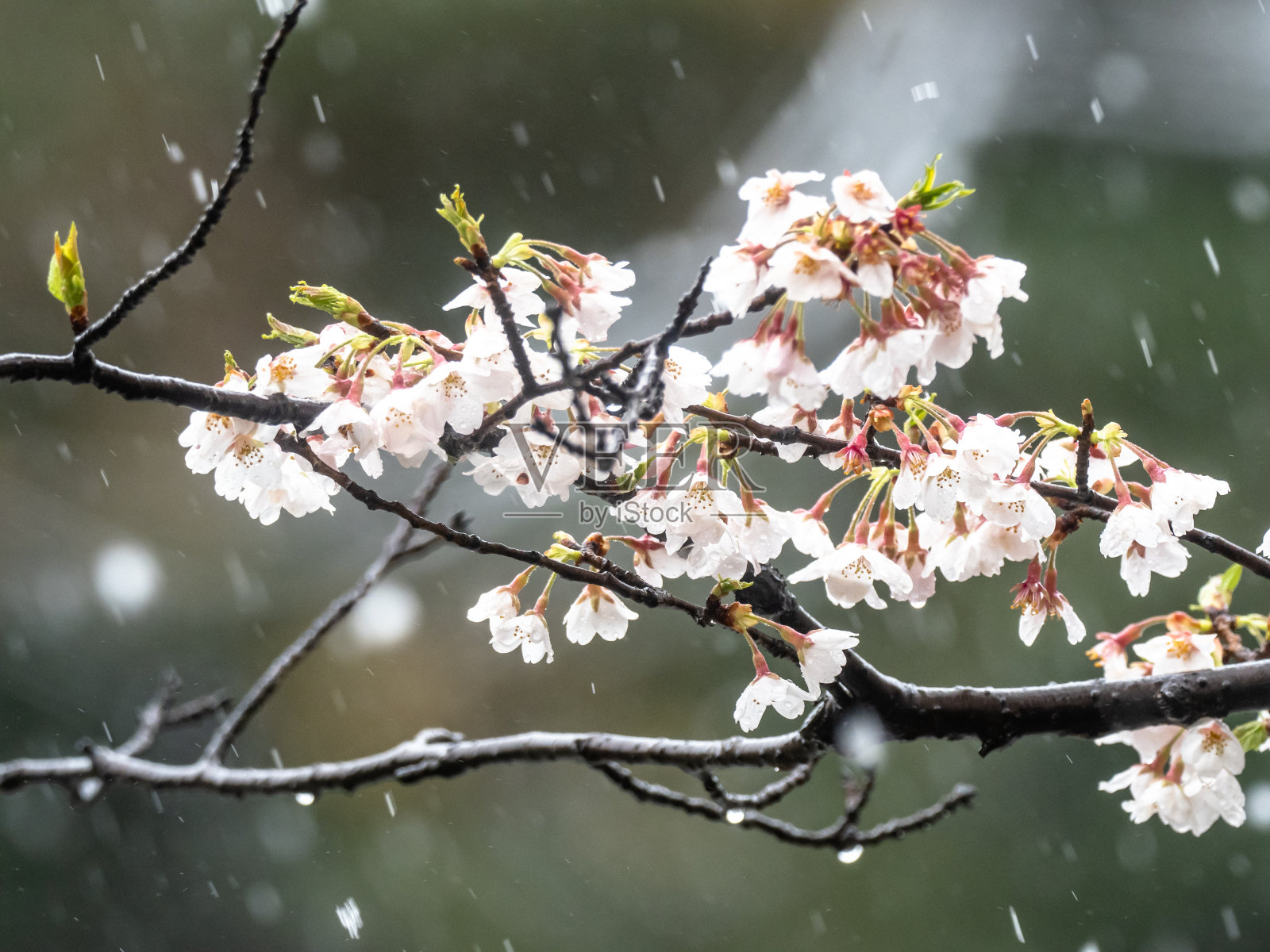 日本樱花樱花在雪11照片摄影图片