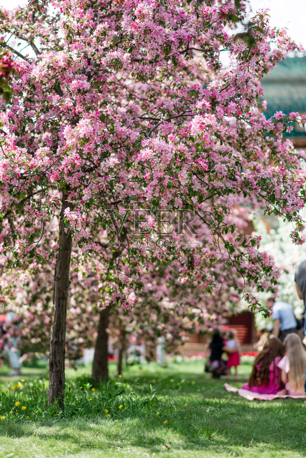 盛开的粉红色的树木。照片摄影图片
