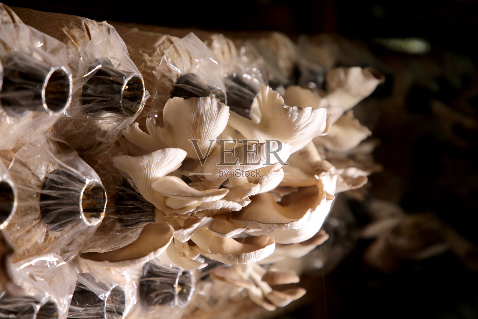 蘑菇农场-内部的窥视照片摄影图片