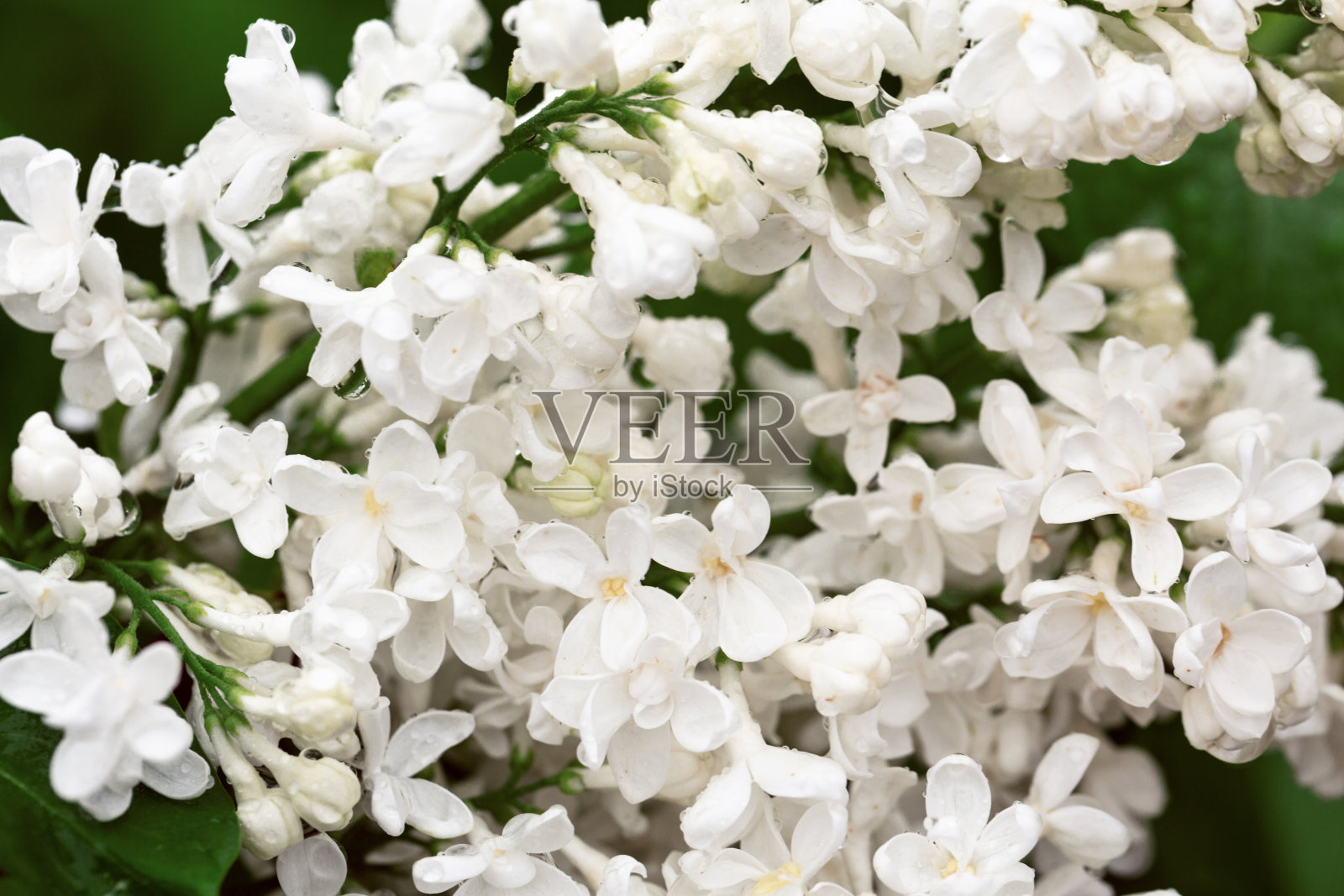 美丽的春天，雨后的春天花园里，白色的丁香花带着水滴。照片摄影图片