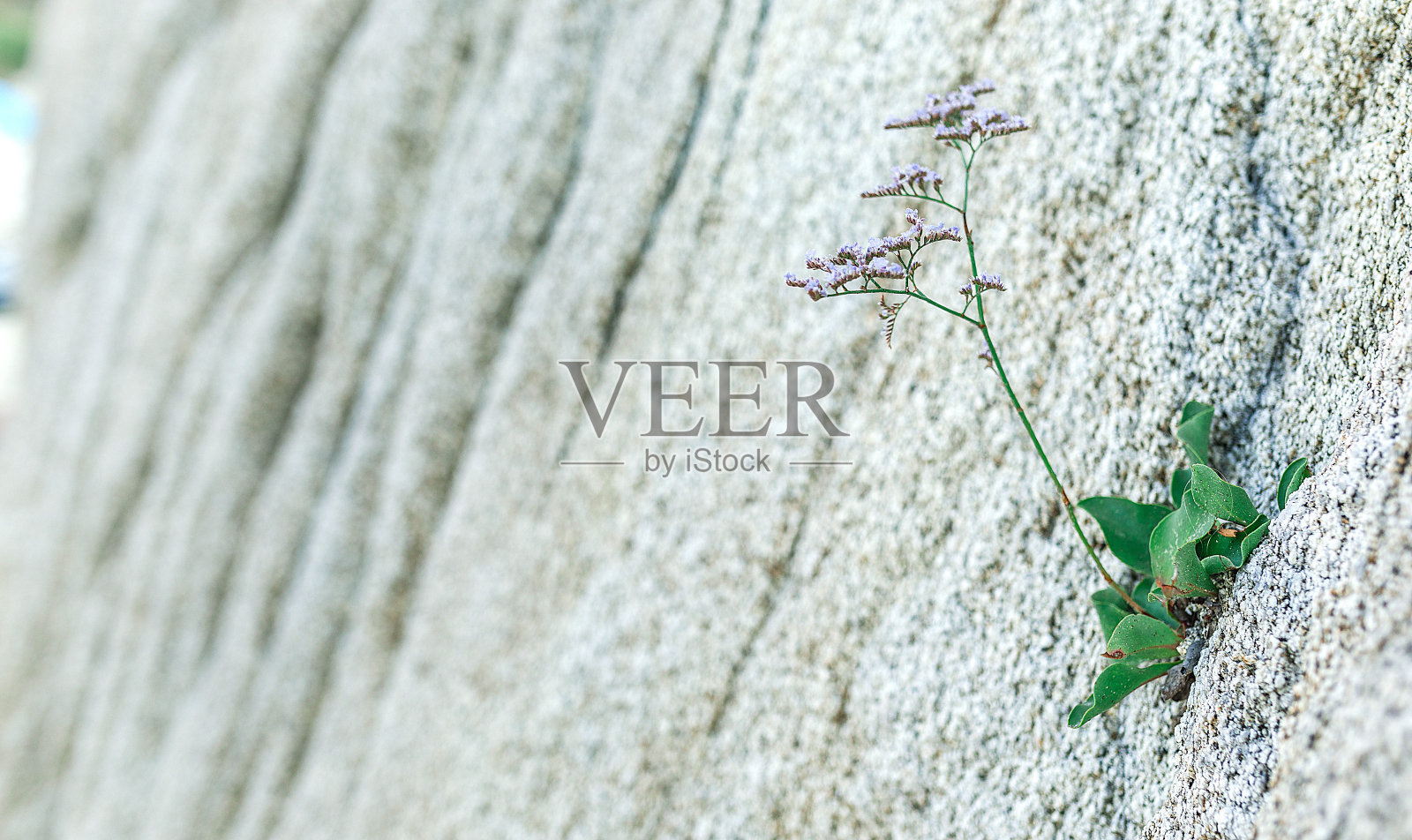 石头上长着花照片摄影图片