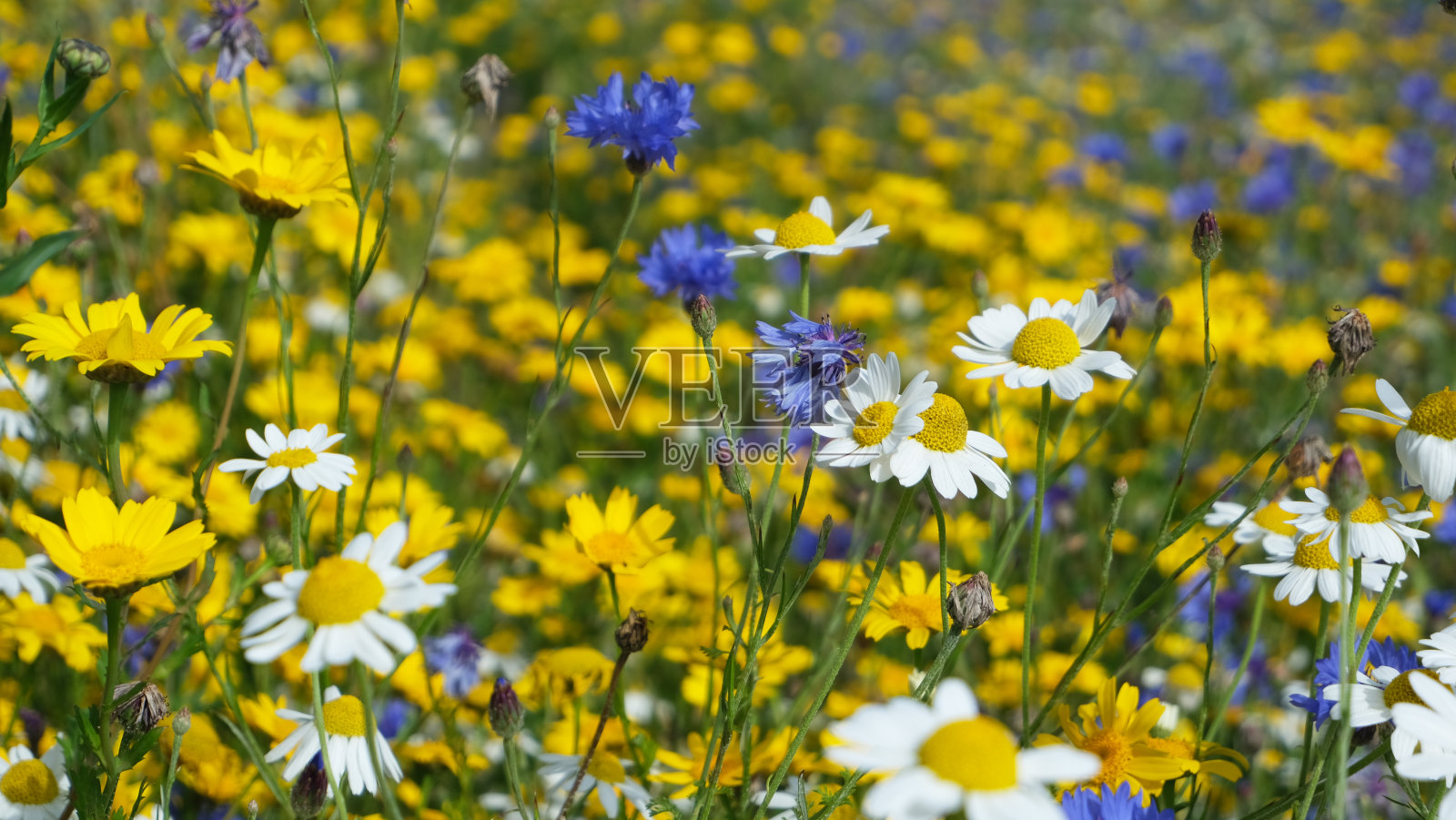 野花的草地照片摄影图片
