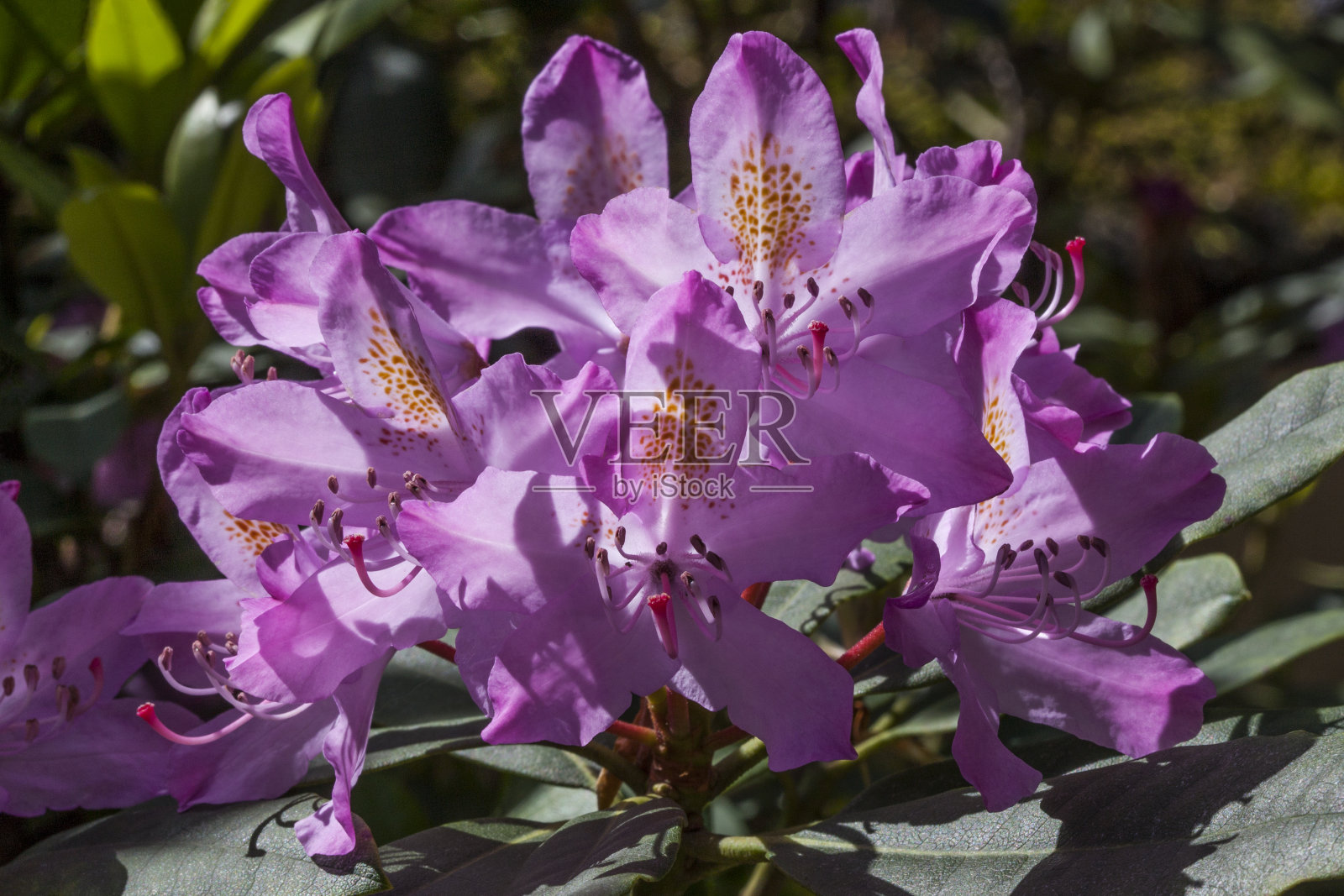 接近杜鹃照片摄影图片