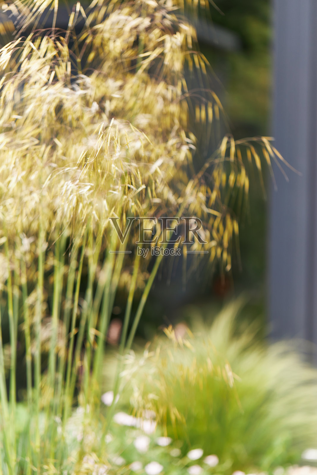 各种各样的照片，一个城市花园在夏天与各种草植物，花和树木种植在砾石照片摄影图片