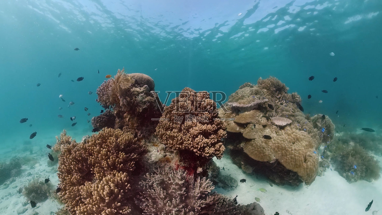 水下的珊瑚礁和热带鱼。Panglao、菲律宾照片摄影图片