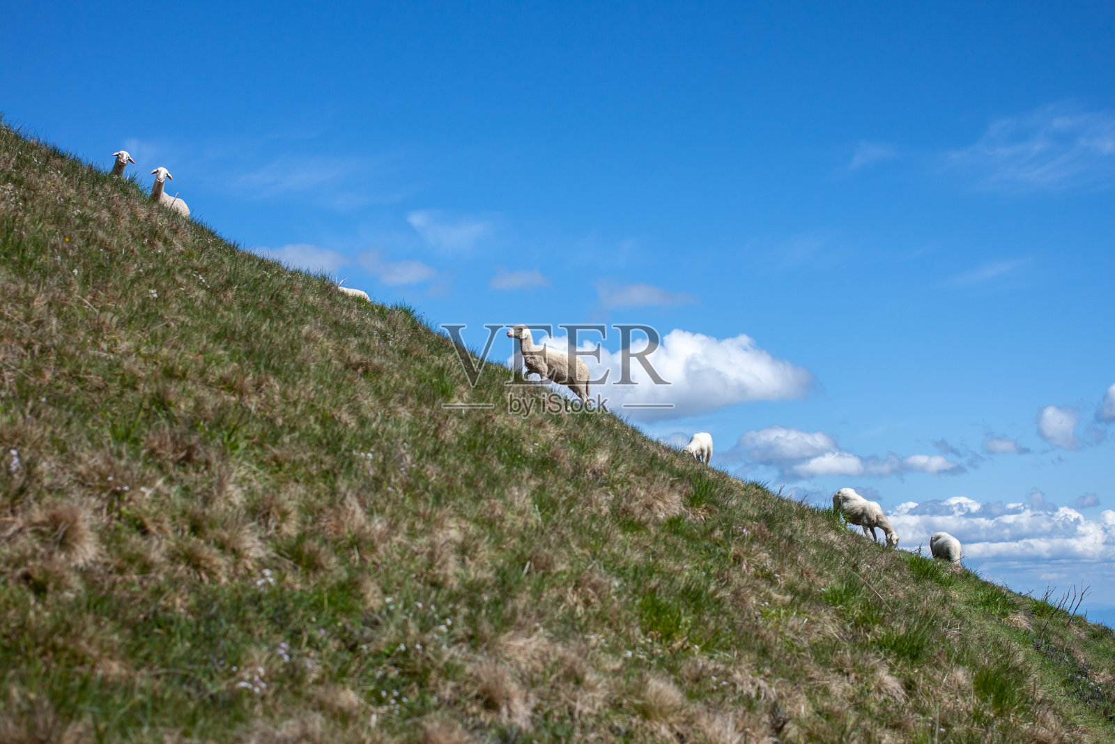 高山上有一群羊照片摄影图片