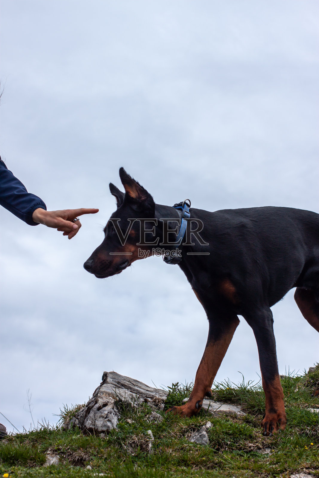年轻的黑色杜宾犬在山里远足照片摄影图片