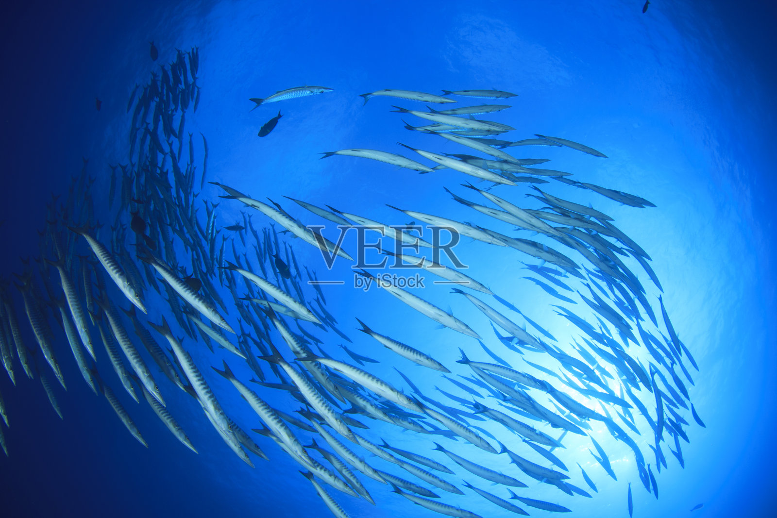 海洋中的梭鱼学校，背景是水肺潜水员照片摄影图片