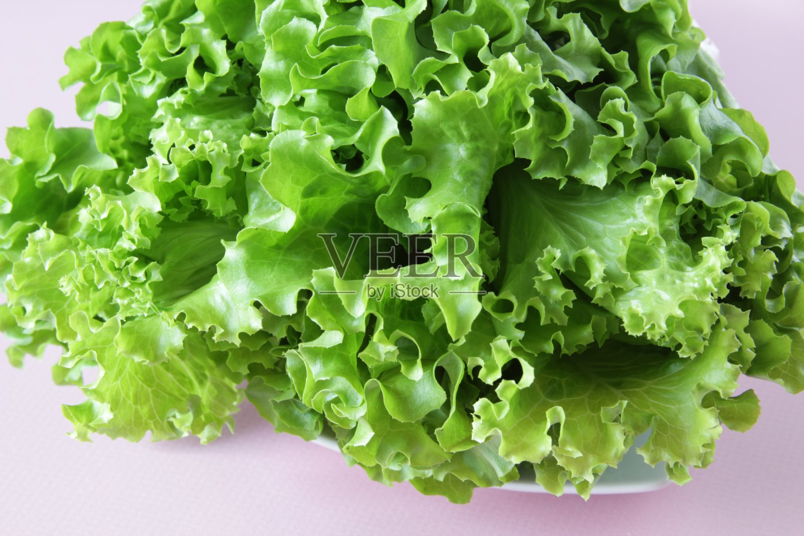 粉红色背景上的新鲜生菜沙拉。成熟的绿色脆头莴苣。前视图。有选择性的重点。照片摄影图片