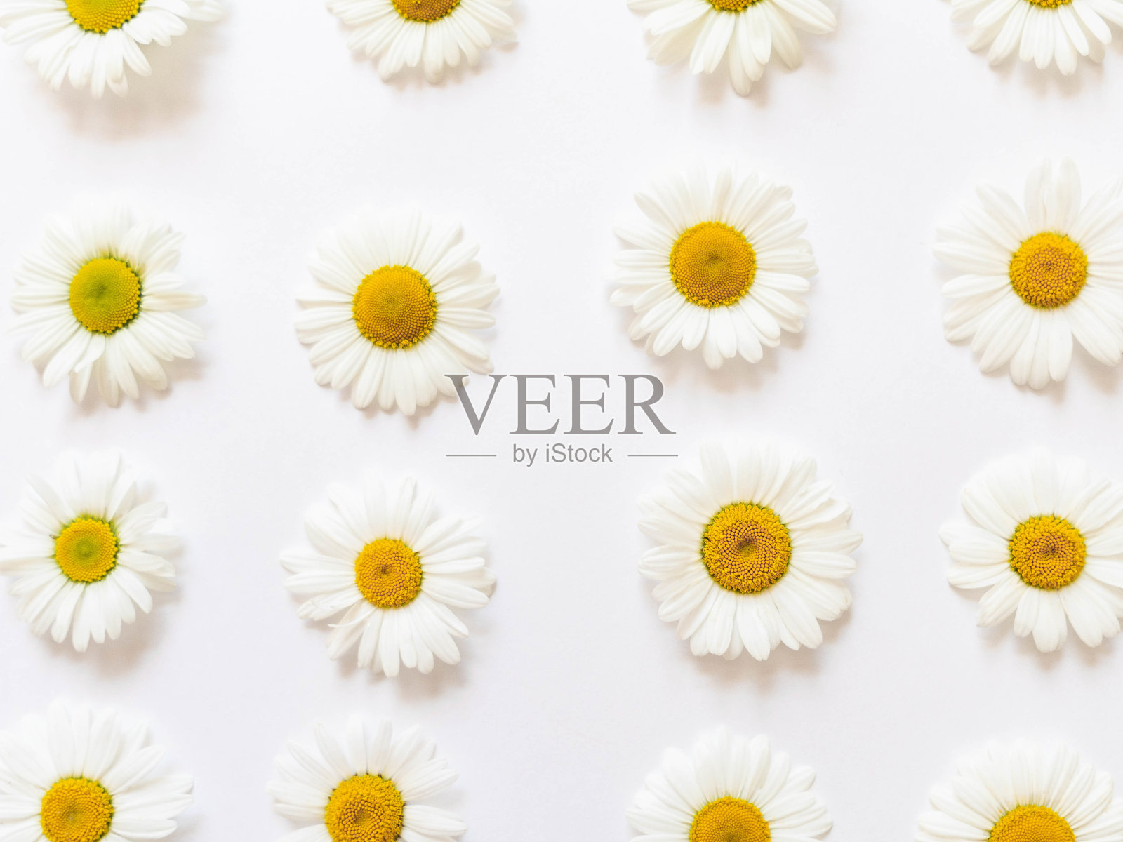 白底上平铺着春夏洋甘菊花。黛西的模式。俯视图照片摄影图片