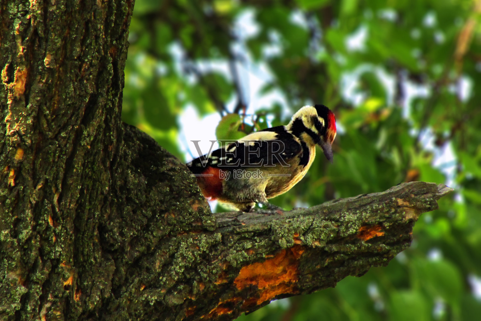 啄木鸟坐在花园里的杏枝上照片摄影图片