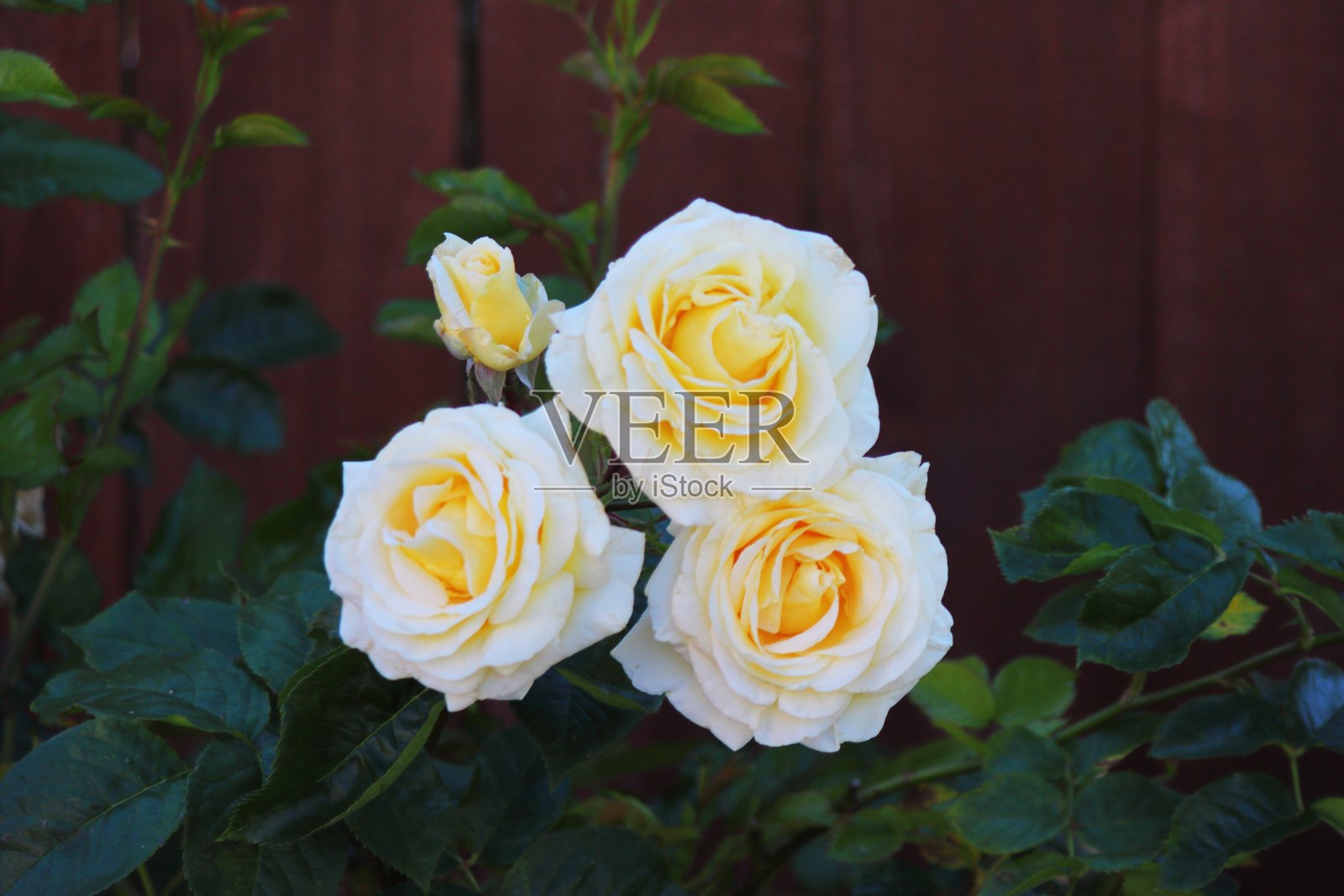 美丽的一簇黄色玫瑰花蕾照片摄影图片