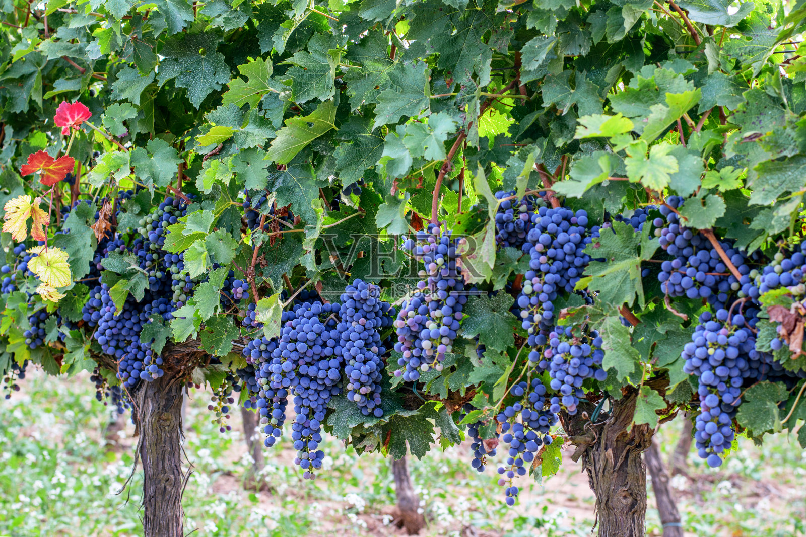 葡萄藤与成熟的紫葡萄在葡萄园。盛夏，丰收时节的概念。照片摄影图片