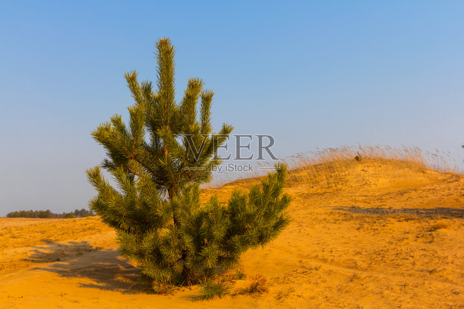 沙漠中孤零零的一棵小松树照片摄影图片