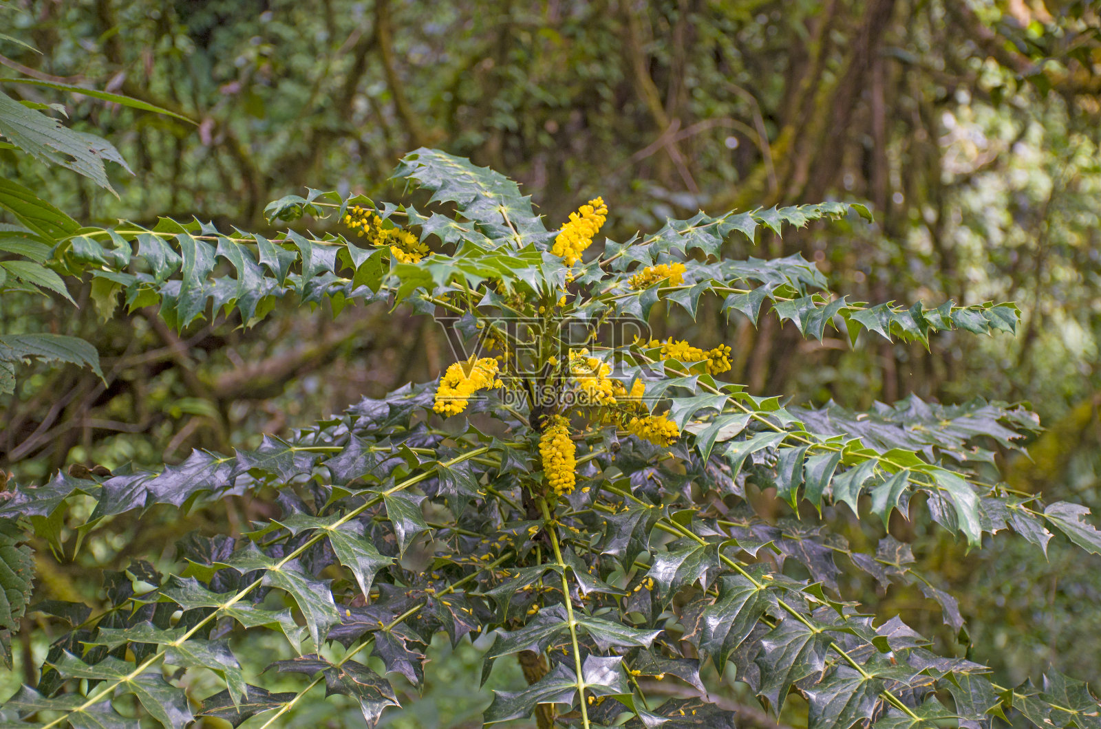 黄色的花在尼泊尔的喜马拉雅山上很大照片摄影图片